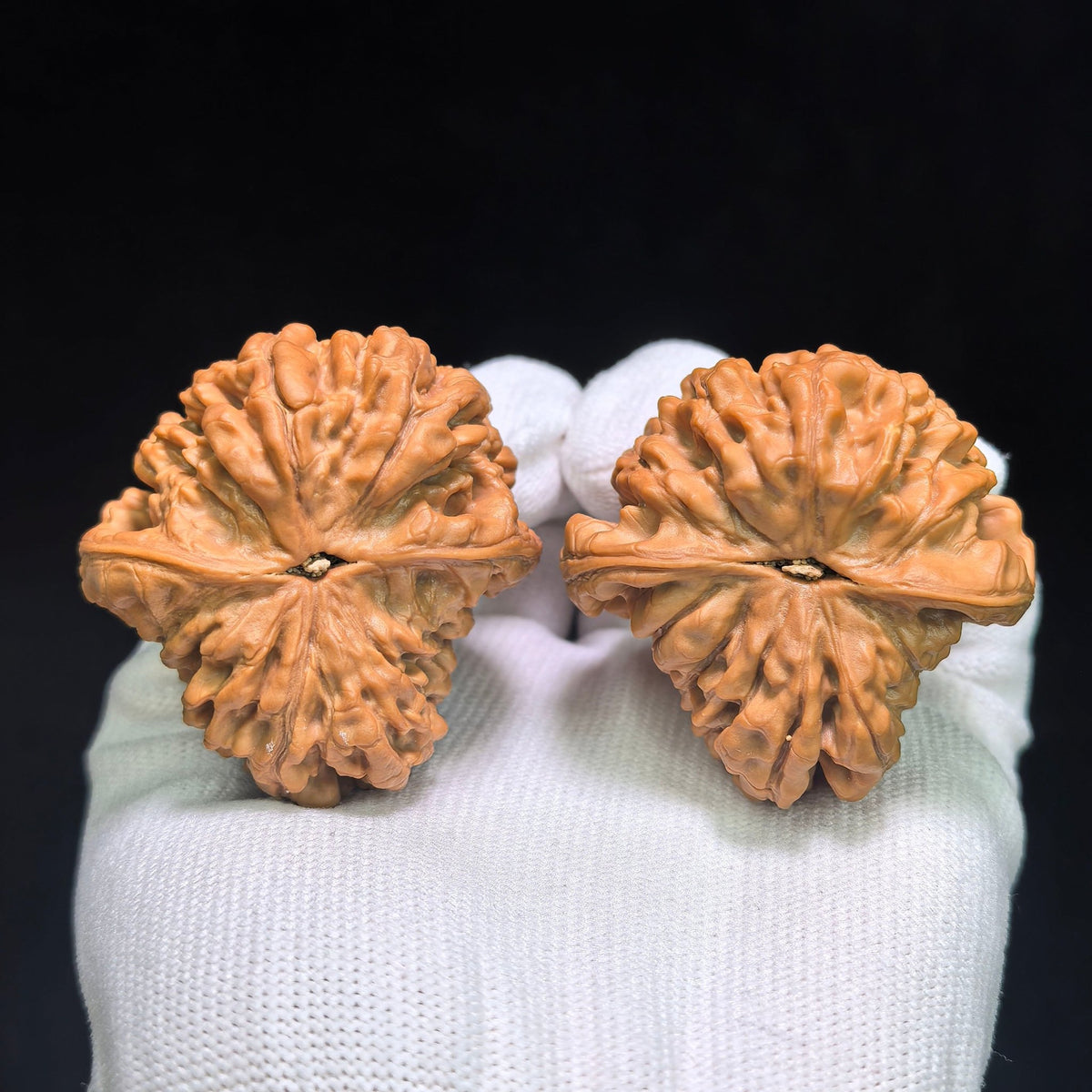 "Kirin Texture Mushroom Top" QLWMGT-CG1A9E Collector Lineage Shaped Wenwan Walnuts Pair | 47.0mm x 47.0mm | Stock ID: QLWMGT-CG1A9E - ThePatinaProject