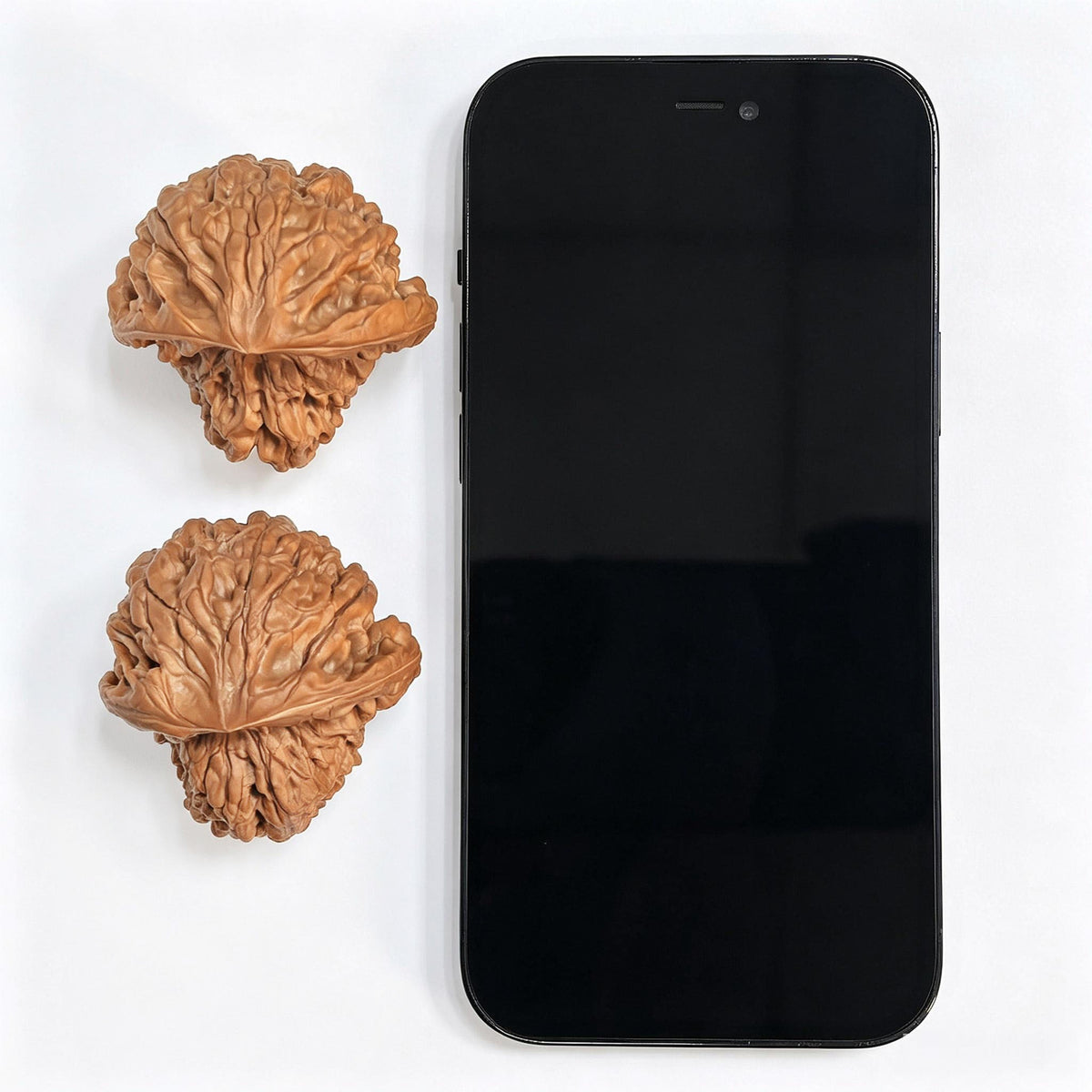 "Kirin Texture Mushroom Top" QLWMGT-CG1A9E Collector Lineage Shaped Wenwan Walnuts Pair | 47.0mm x 47.0mm | Stock ID: QLWMGT-CG1A9E - ThePatinaProject