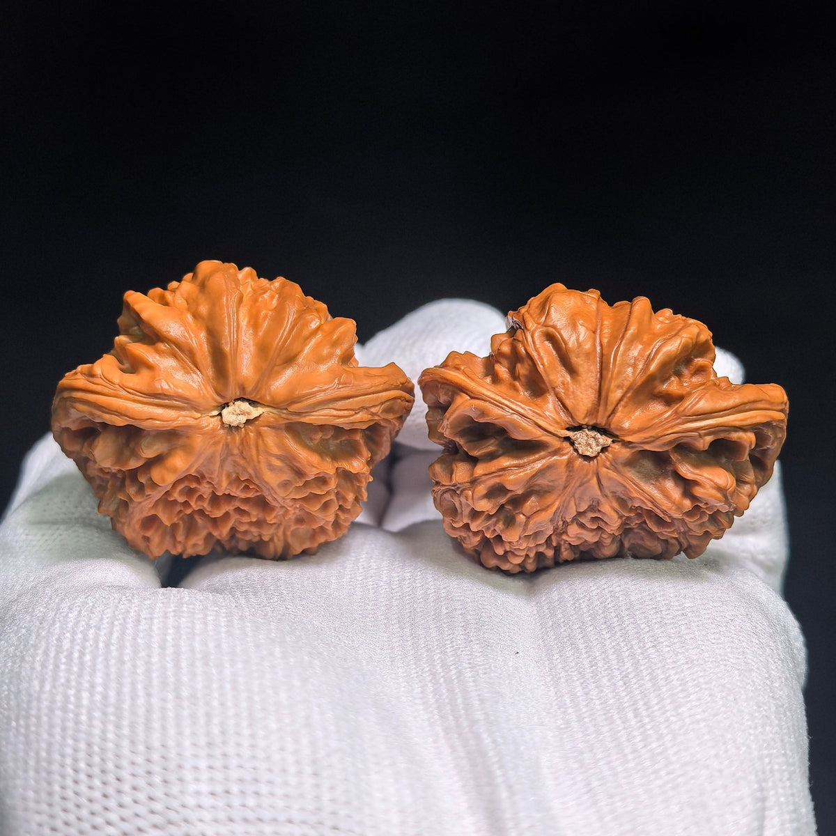 "Kylin Pattern Flying Serpent" QLWTSFS-CG1B5E Wenwan Walnuts Collector Pair | 43.0mm x 35.0mm | Stock ID: QLWTSFS-CG1B5E - ThePatinaProject