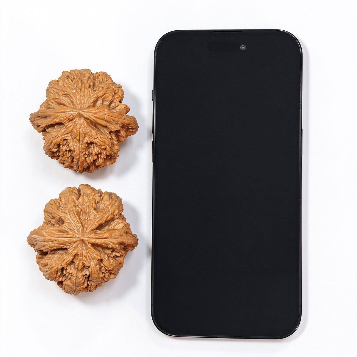 Large Dacujin Tiancanjiao Wenwan Walnuts Pair | Bold Coarse Ridge Texture | 51.0mm × 50.0mm | DCJTCJ-CWC6E - ThePatinaProject