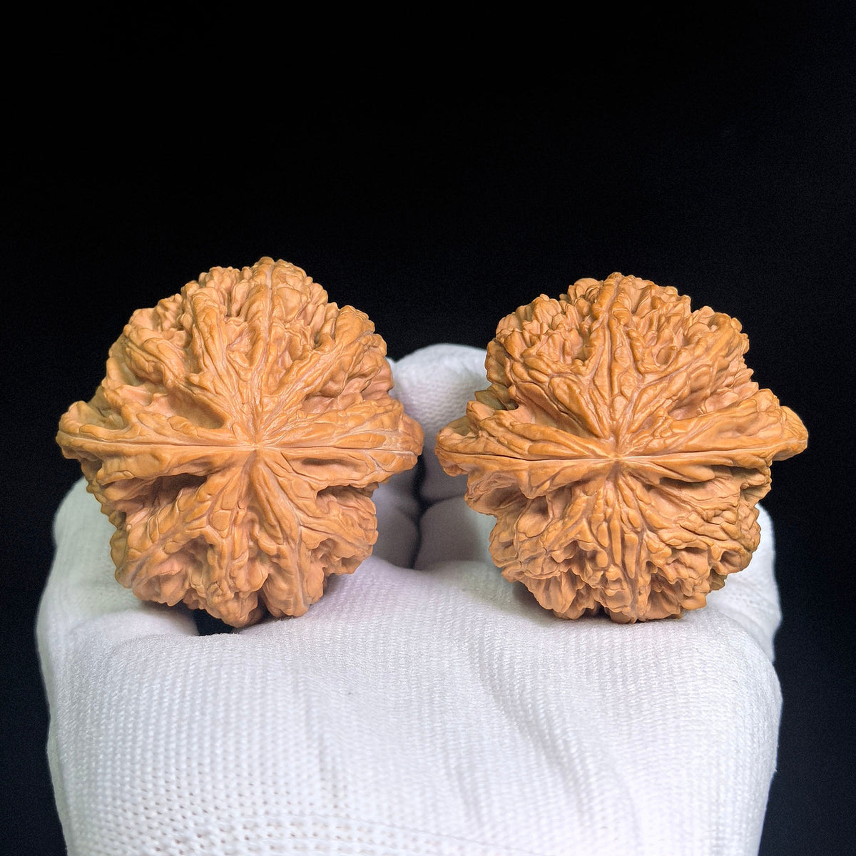 Large Dacujin Tiancanjiao Wenwan Walnuts Pair | Bold Coarse Ridge Texture | 51.0mm × 50.0mm | DCJTCJ-CWC6E - ThePatinaProject