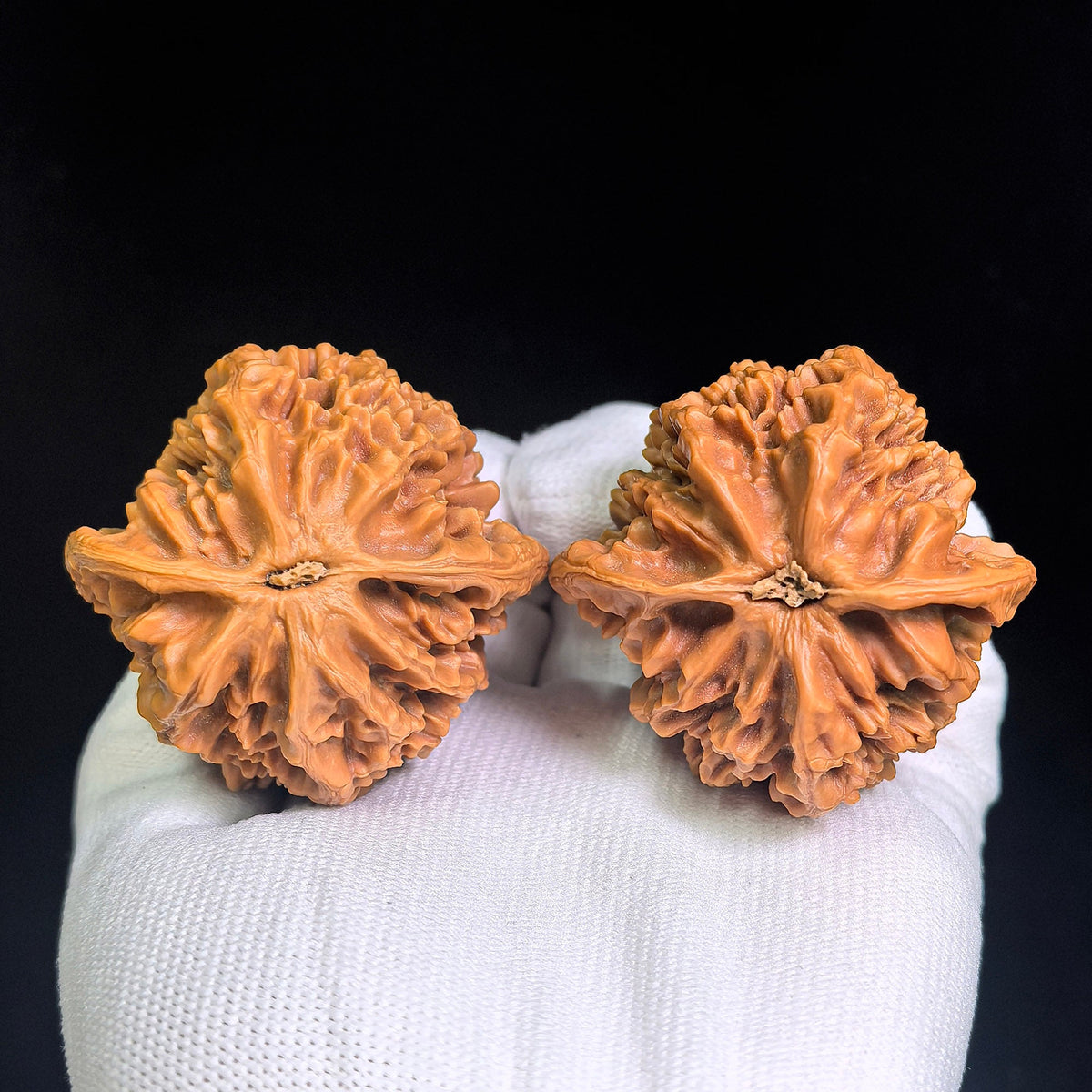 Large Dadiwang Tiancanjiao Wenwan Walnuts Pair | Natural Irregular Form | 50.0mm × 49.0mm | DWTCJ-CWC7E - ThePatinaProject