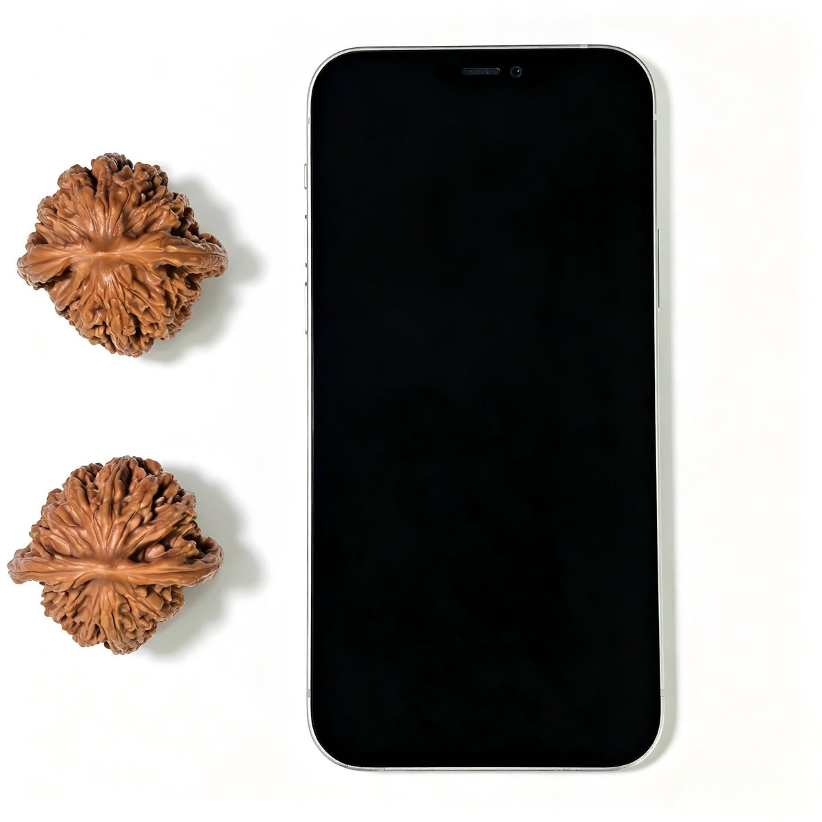 "Liger" Shihushou Wenwan Walnuts Pair | 40.0mm x 40.0mm | SHS-1101 - ThePatinaProject