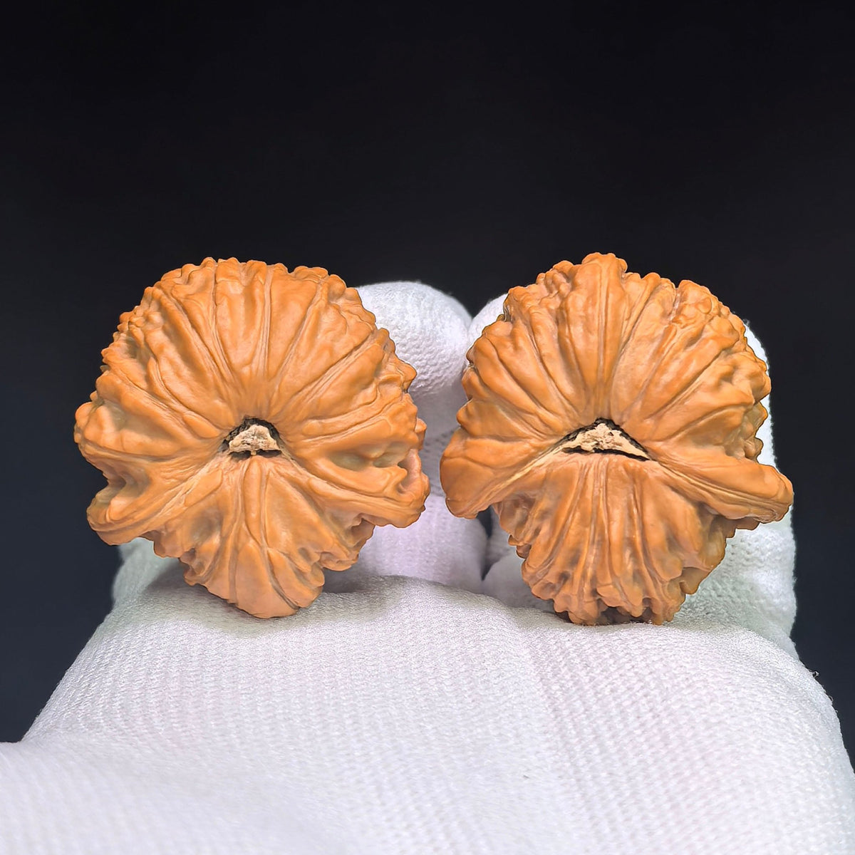 Lion Head “Turtle-Back” Wenwan Walnut Pair — 34.0mm x 37.0mm | FSST-1201E - ThePatinaProject