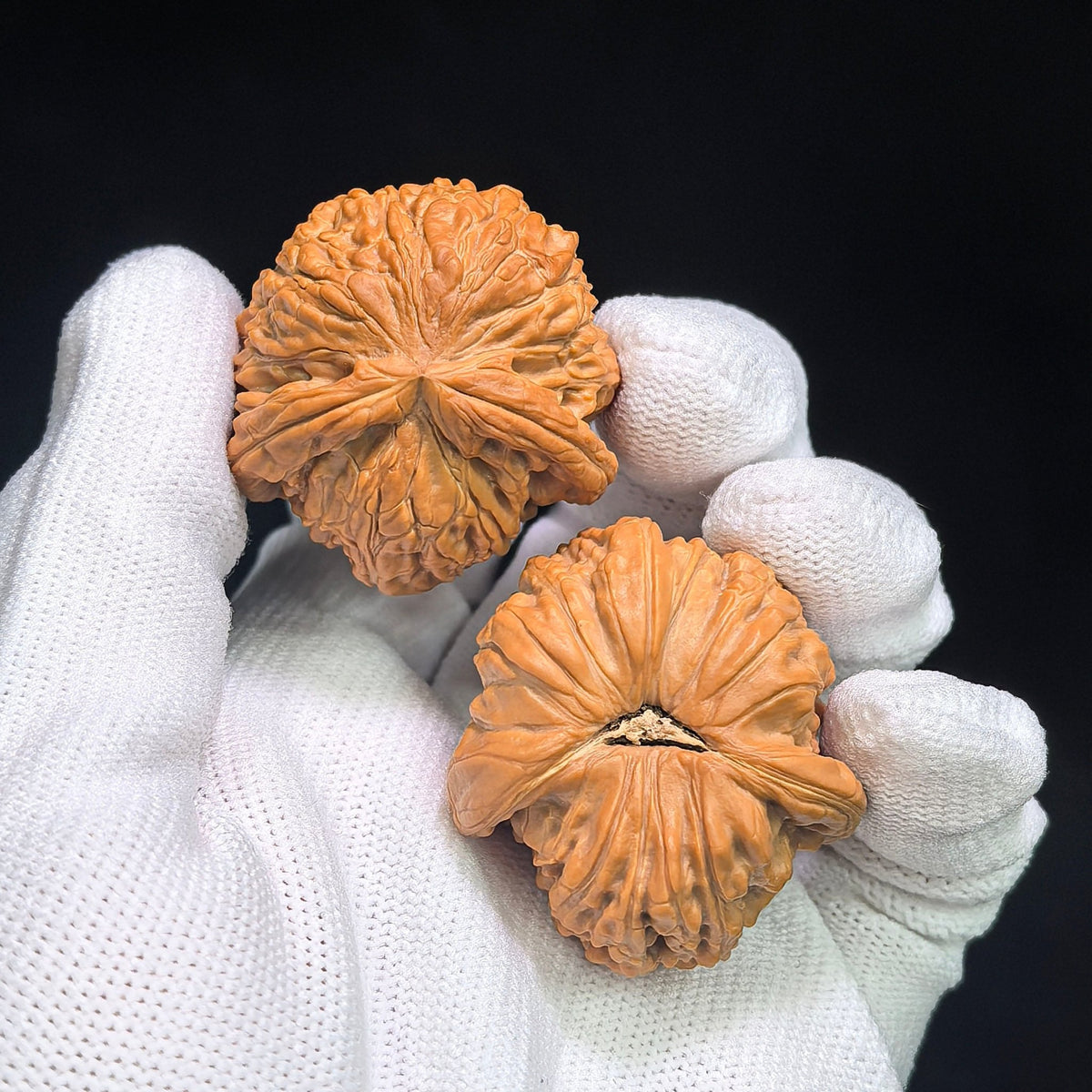 Lion Head “Turtle-Back” Wenwan Walnut Pair — 34.0mm x 37.0mm | FSST-1201E - ThePatinaProject