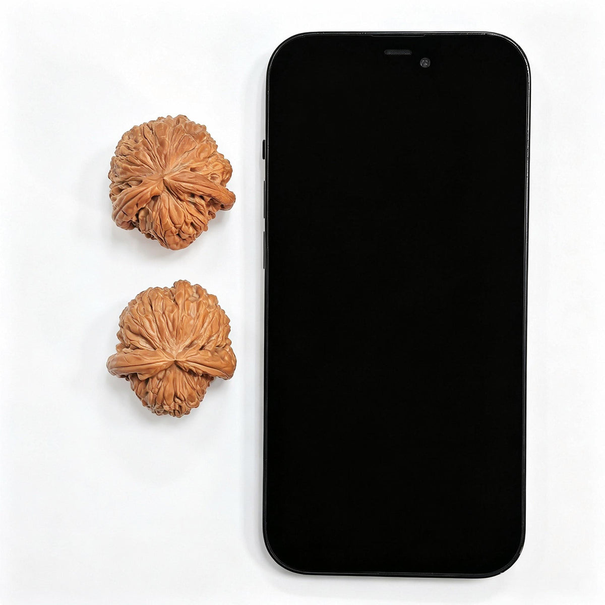 Lion Head “Turtle-Back” Wenwan Walnut Pair — 34.0mm x 37.0mm | FSST-1201E - ThePatinaProject