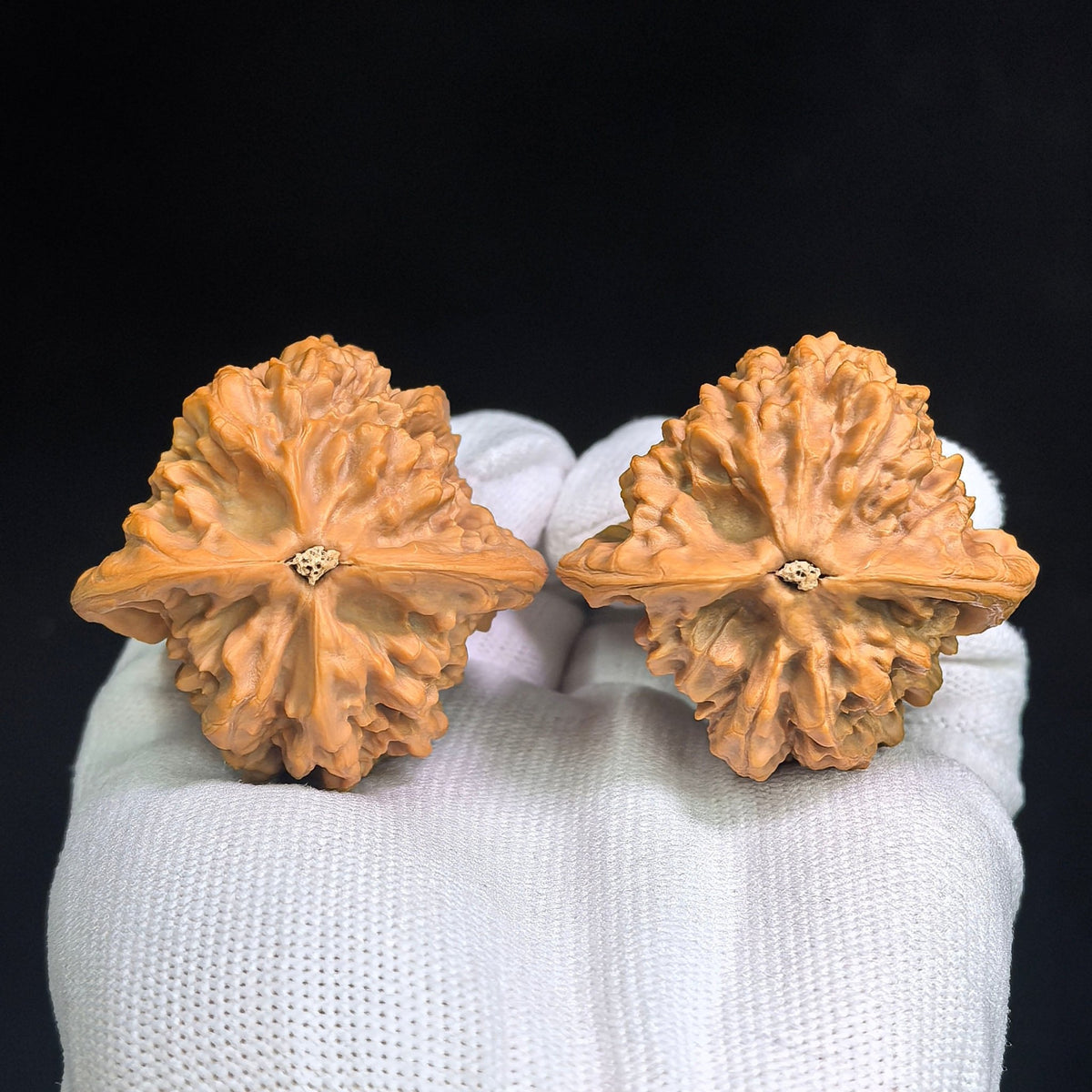 Luohantou Tiancanjiao Wenwan Walnuts Pair | Large Sculptural Irregular Form | 47.0mm × 44.0mm | LHTC-C1D9E - ThePatinaProject
