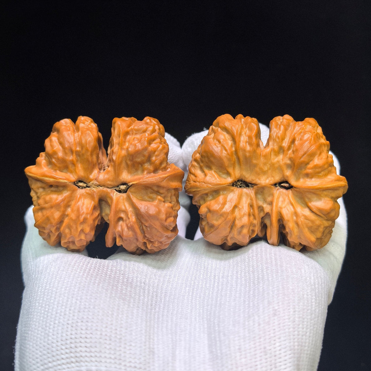 Museum-Grade "Toad Head Butterfly Conjoined Twin" (Ha Ma Tou Hu Die Lian Ti) Wild Scholar Walnut | Ultra-Rare 52.0mm x 45.0mm | High-End Collector Masterpiece | Stock ID: HDLLT-C01E - ThePatinaProject