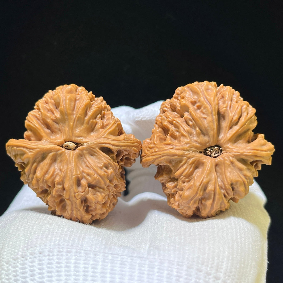 "Nanjiangshi Natural Asymmetrical Base / Nan Jiang Shi Tian Can Jiao" Heirloom Collection Wenwan Walnuts Pair | 40.0mm x 42.0mm | NJS-1112 - ThePatinaProject