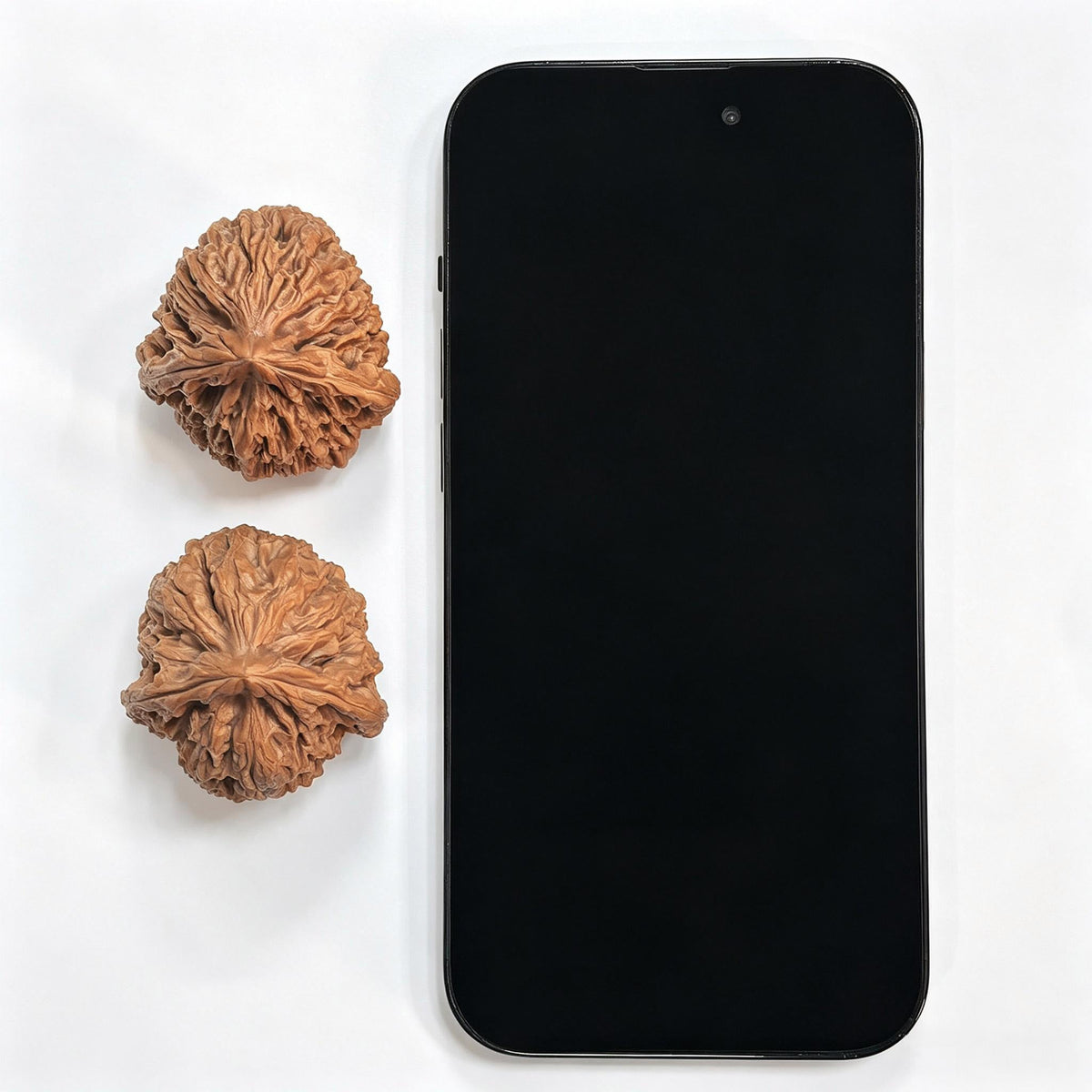 "Nanjiangstone Turtle-Back Buddha Belly" NJSWGBFD-CG1B8E Wenwan Walnuts Collector Pair | 38.0mm x 40.0mm | Stock ID: NJSWGBFD-CG1B8E - ThePatinaProject