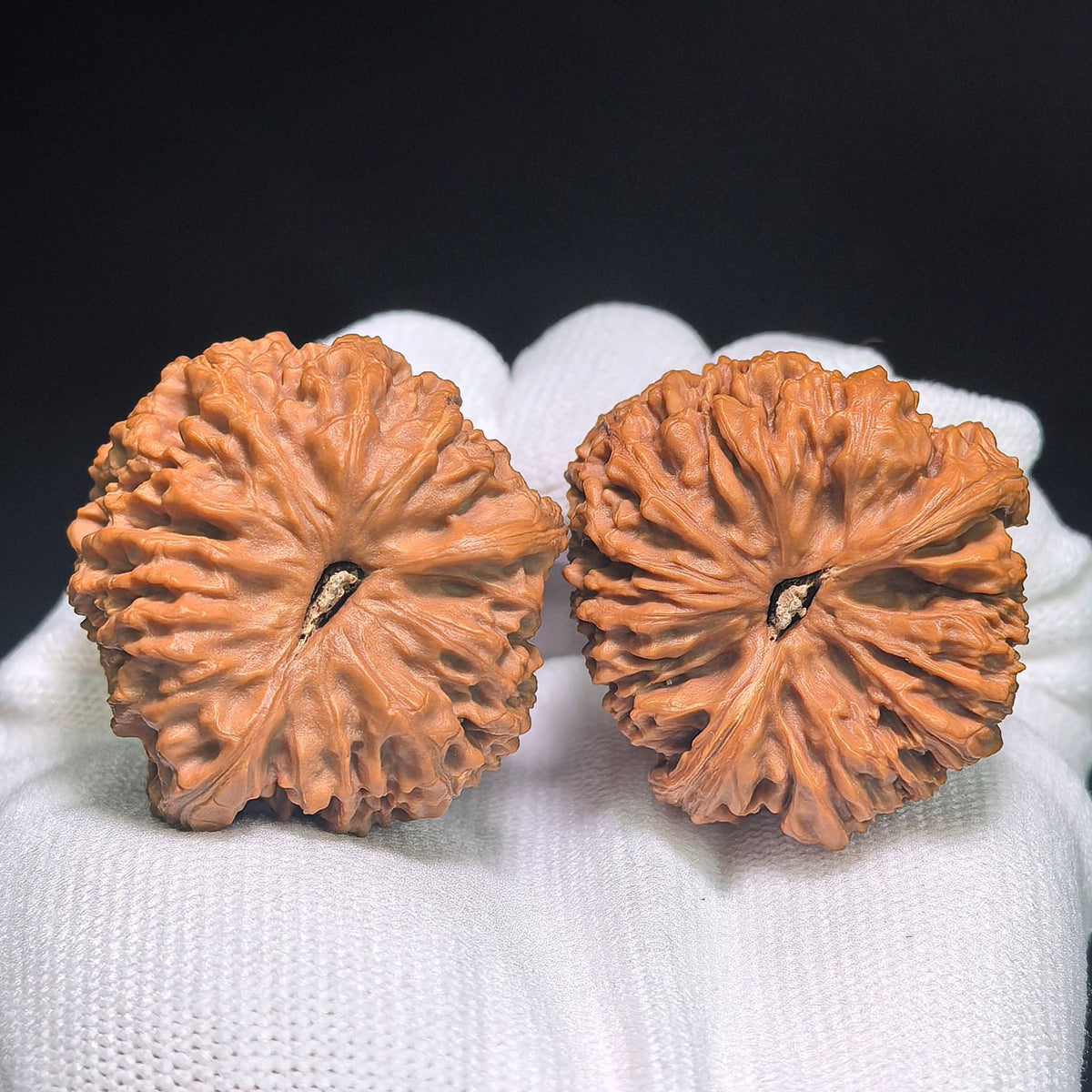 "Nanjiangstone Turtle-Back Buddha Belly" NJSWGBFD-CG1B8E Wenwan Walnuts Collector Pair | 38.0mm x 40.0mm | Stock ID: NJSWGBFD-CG1B8E - ThePatinaProject