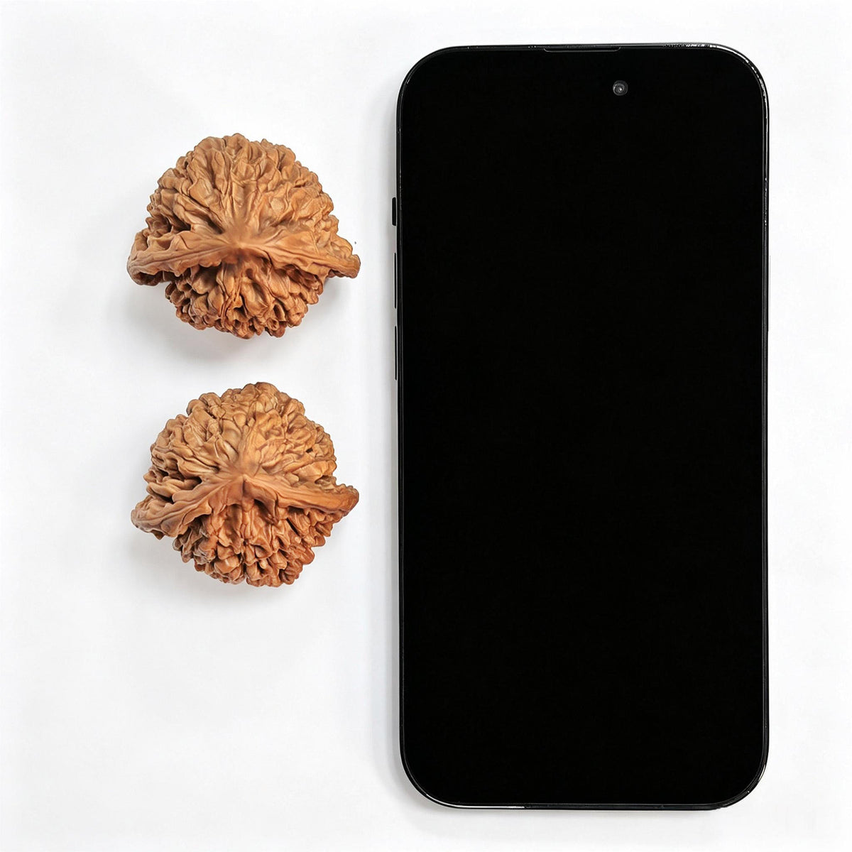 Official Hat “Turtle-Back” Wenwan Walnut Pair — 42.0mm x 38.0mm | GMZF-401E - ThePatinaProject