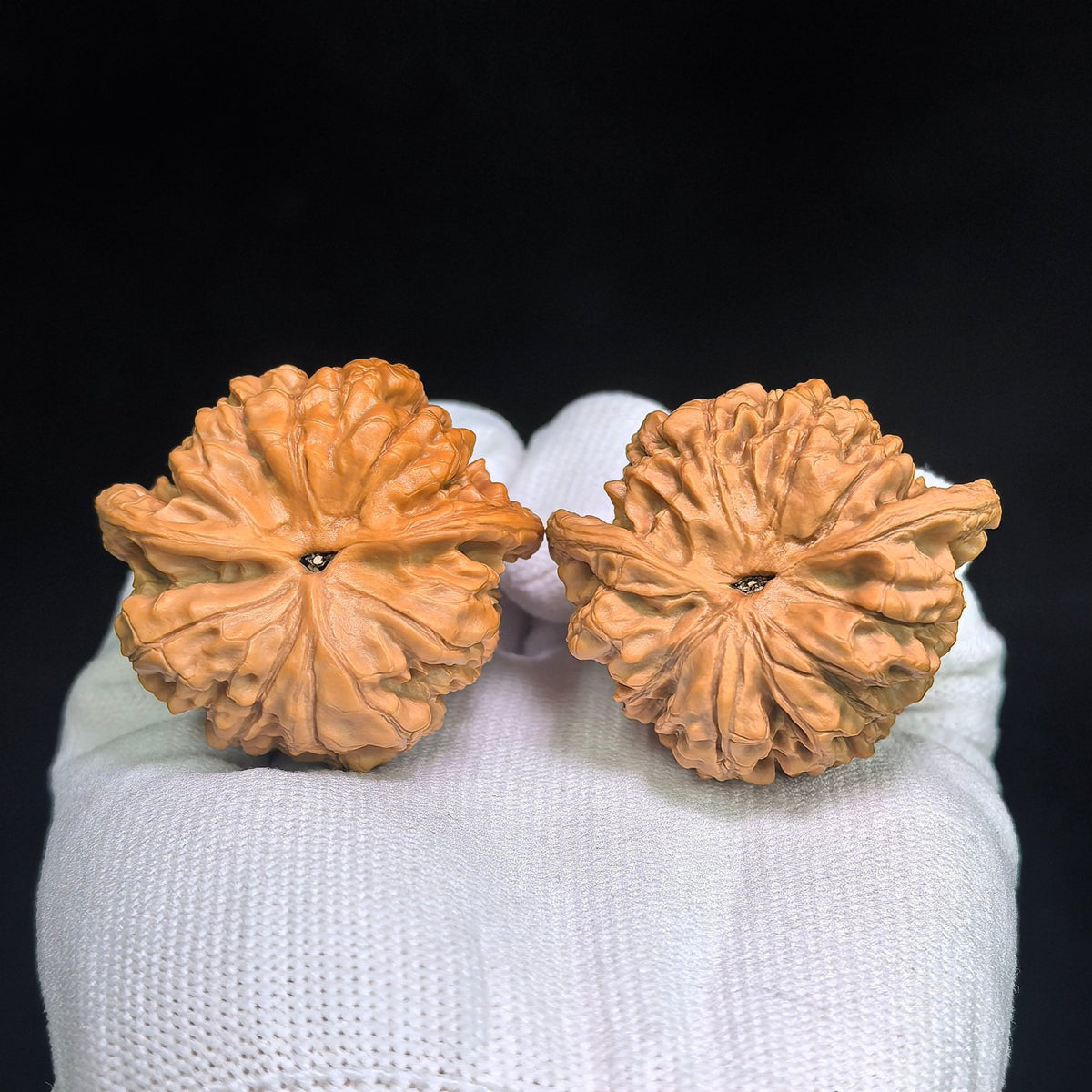Official Hat “Turtle-Back” Wenwan Walnut Pair — 42.0mm x 38.0mm | GMZF-401E - ThePatinaProject