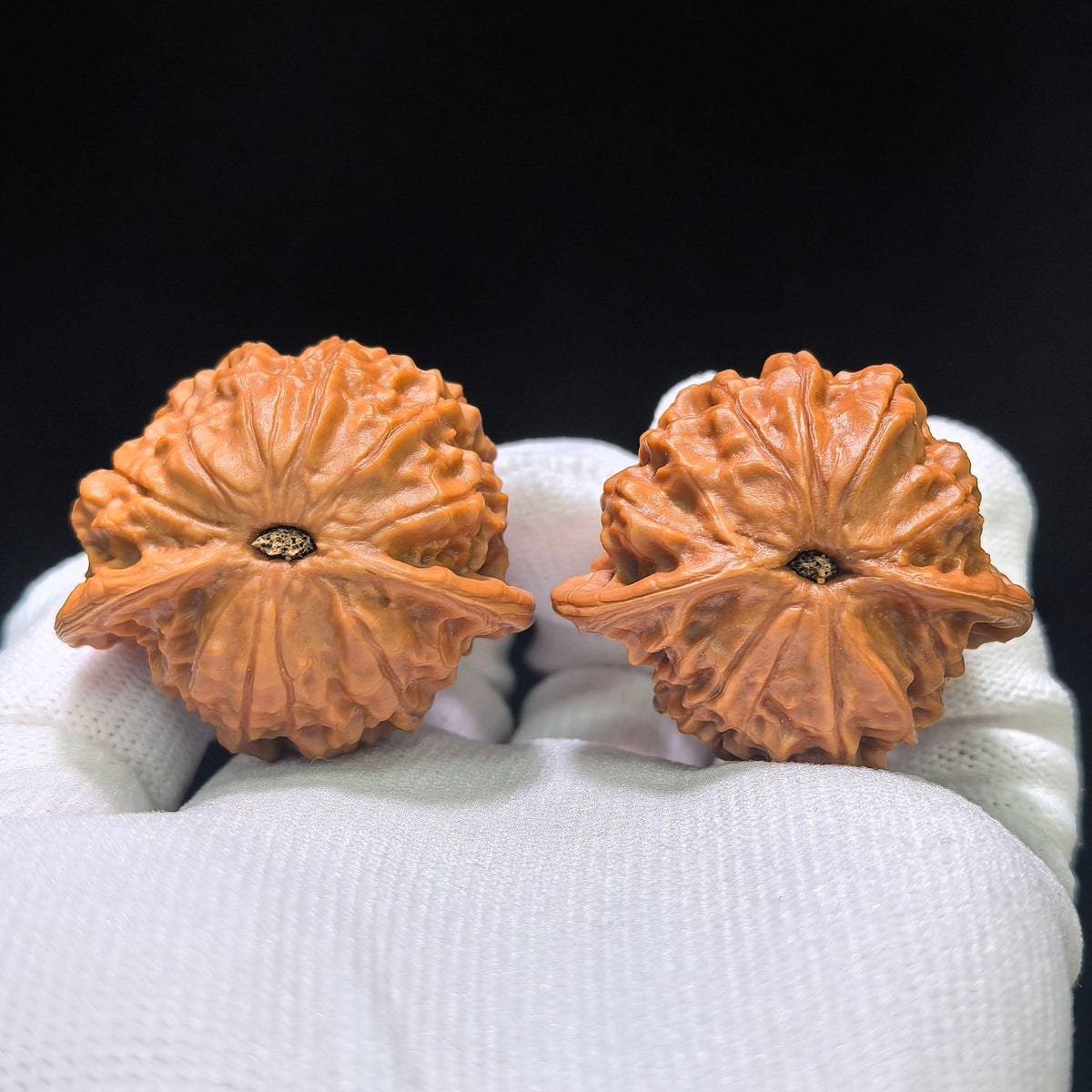 "Porcelain Doll Turtle Back" Cwwwgb-CG211E Wenwan Walnuts Pair | 40.0mm x 37.0mm | CWWWGB-CG211E - ThePatinaProject