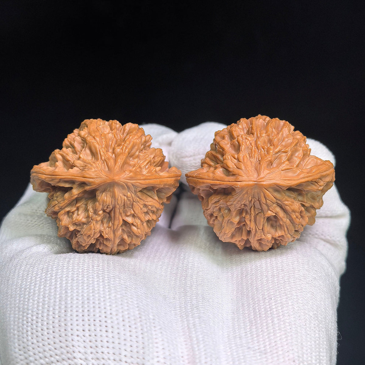 Red-Shell Wild Ox “Tian Can Jiao” Wenwan Walnuts Pair | Sculptural Natural Form | 41.0mm × 39.0mm | YN-C1E3E - ThePatinaProject