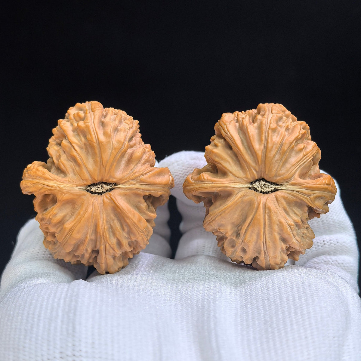 Spherical White Lion Wenwan Walnut Pair | Broad Round Profile | 41.0mm × 47.0mm | QXBSZ-17C4C - ThePatinaProject