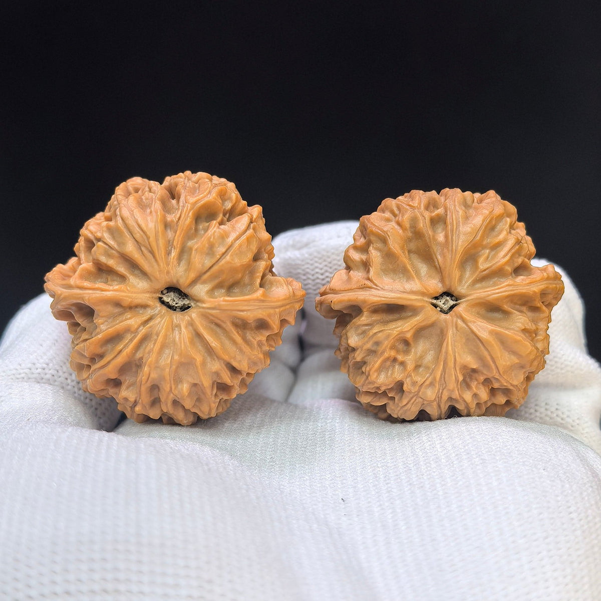 "Star Lotus Lionhead" (Xing Lian Shi Tou) Scholar Walnuts Pair | 37.0mm x 35.0mm | Low-Profile Sacred Radiant Base | Collector Grade Masterpiece | Stock ID: WM-SY1B6 - ThePatinaProject
