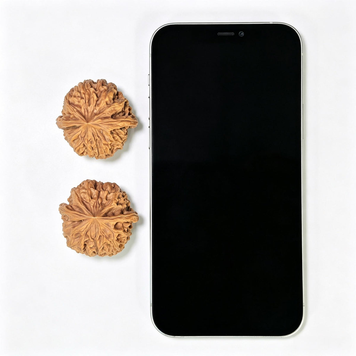 "Star Lotus Lionhead" (Xing Lian Shi Tou) Scholar Walnuts Pair | 37.0mm x 35.0mm | Low-Profile Sacred Radiant Base | Collector Grade Masterpiece | Stock ID: WM-SY1B6 - ThePatinaProject