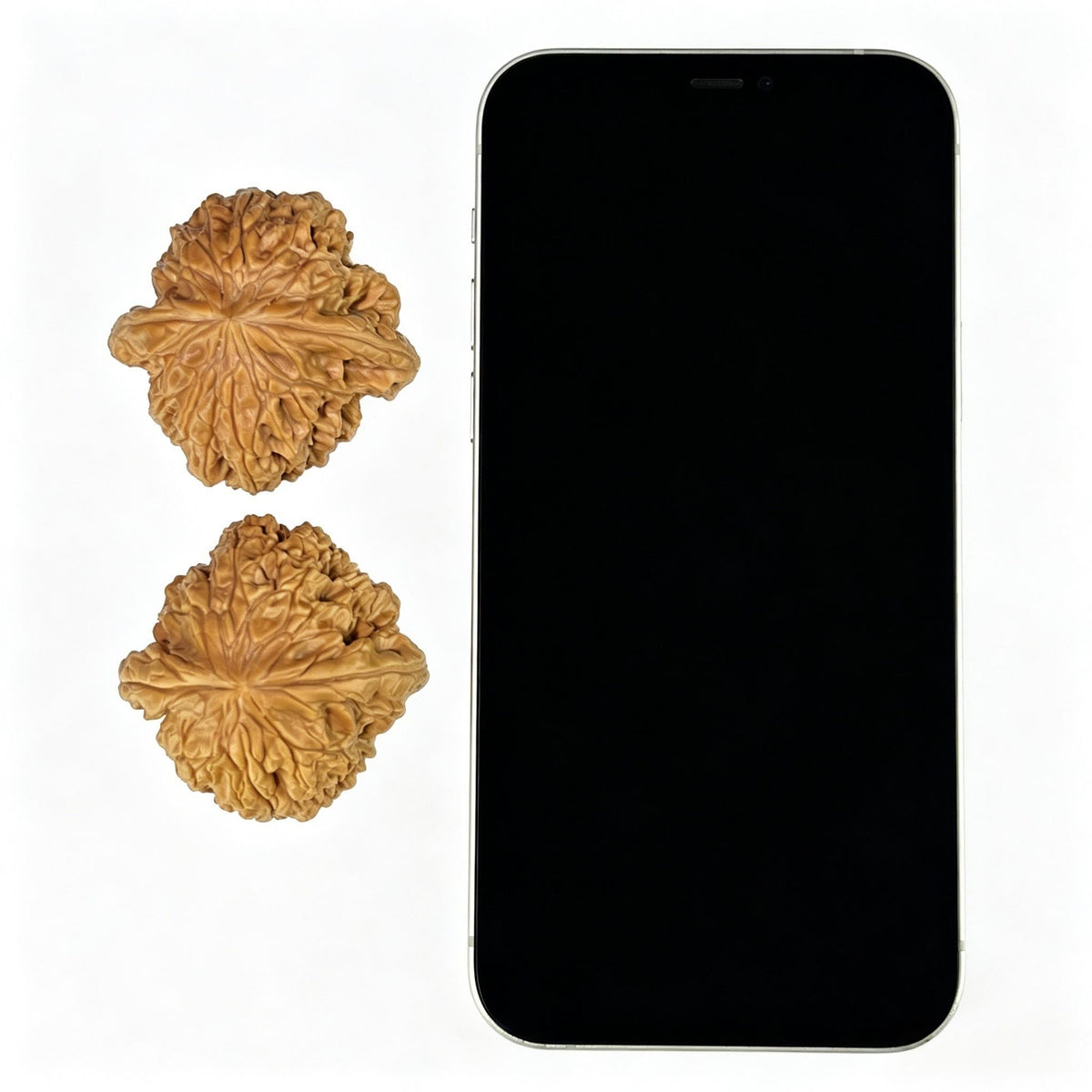 The "Blizzard" (Bao Xue) Perfectly Balanced Colossal Giant | 43.0mm x 43.0mm | BX-905 - ThePatinaProject