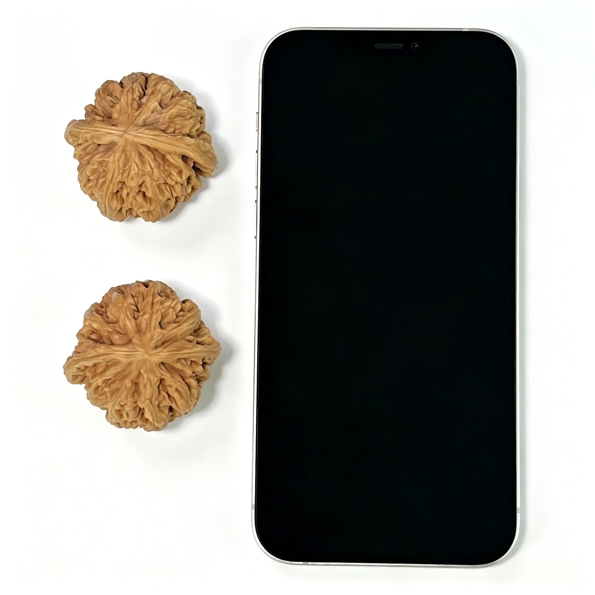 The "Bold-Ribbed Lion Head" (Cu Jin) Balanced Wide-Edge Pair | 42.0mm x 40.0mm | CJ-1001 - ThePatinaProject