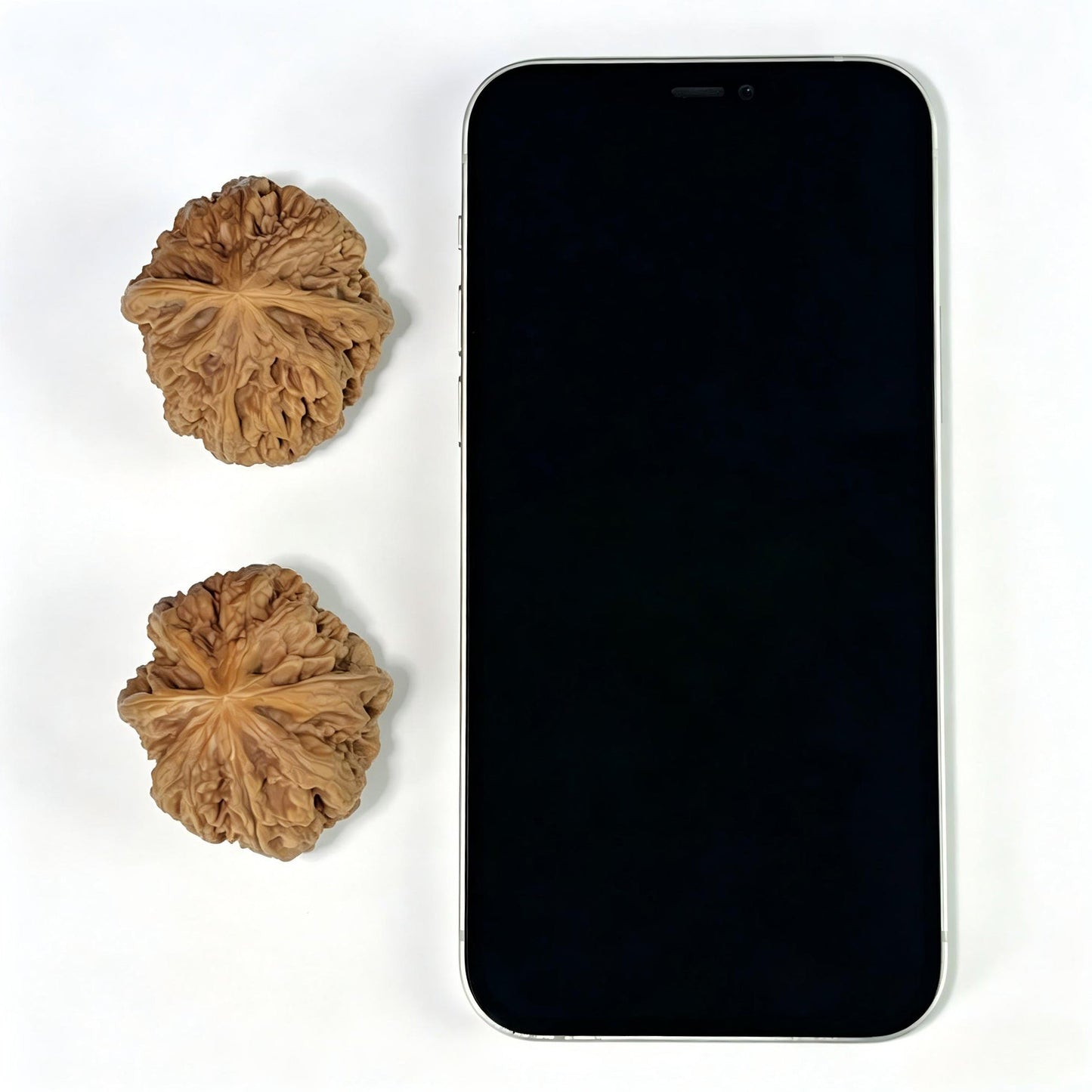 The "Bold-Ribbed Lion Head" (Cu Jin) Elongated Deep-Belly Pair | 39.0mm x 43.0mm | CJ-1002 - ThePatinaProject