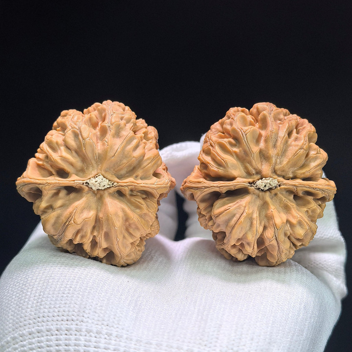 The "Bold-Ribbed Lion Head" (Cu Jin) Heritage Deep-Belly Pair | 42.0mm x 45.0mm | CJ-1401 - ThePatinaProject