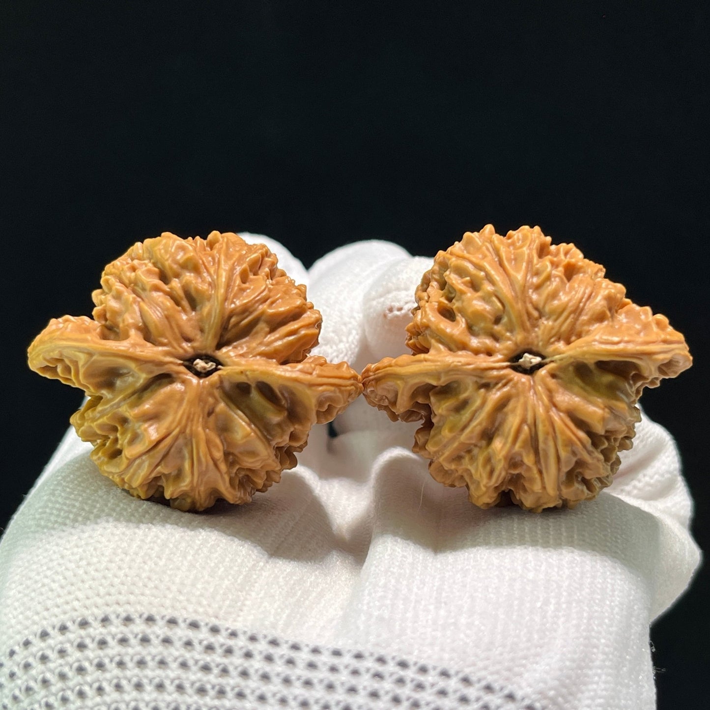 The "Coiled Dragon Pattern" (Pan Long Wen) Lion's Head Pair | 41.0mm x 35.0mm | PLW-601 - ThePatinaProject