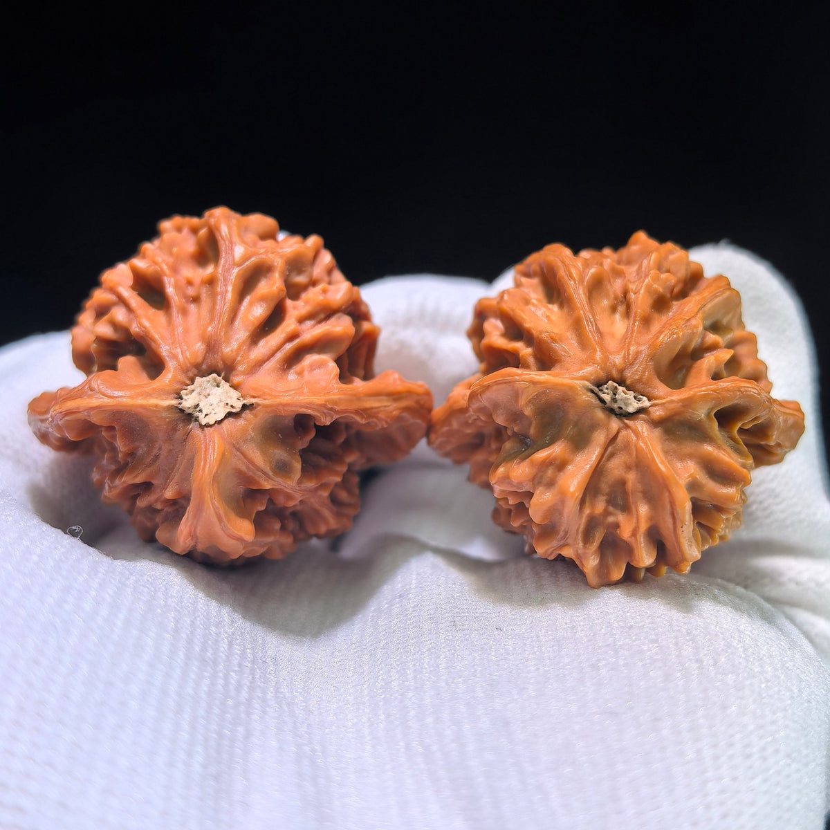 The "Exotic Dolphin" (Xiao Hai Tun) Matched Pair | XHT-802 - ThePatinaProject