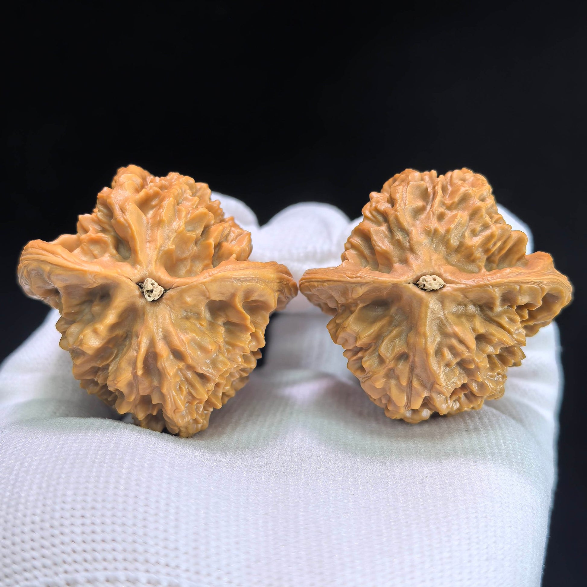 The "Gecko Arhat Head" Natural Mutation Base Pair | 42.0mm x 41.0mm | BHLHT-601 - ThePatinaProject