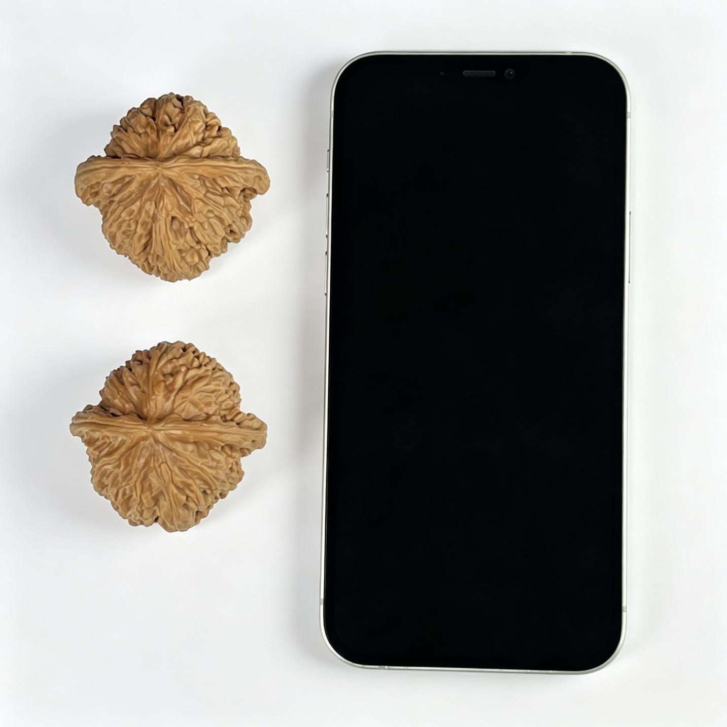The "Imperial Flat-Top Lion" (Men Jian Bai Shi Zi) Grand Collector's Pair | 46.0mm x 44.0mm | Classic Ingot Profile | MJBSZ-1001 - ThePatinaProject