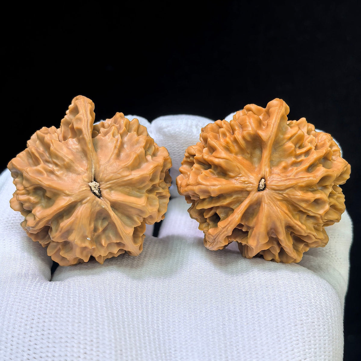 The Majestic "Three-Ribbed Emperor" Diwang Sanleng Lion Head Masterpiece | 43.0mm x 43.0mm | DWSN-403E - ThePatinaProject