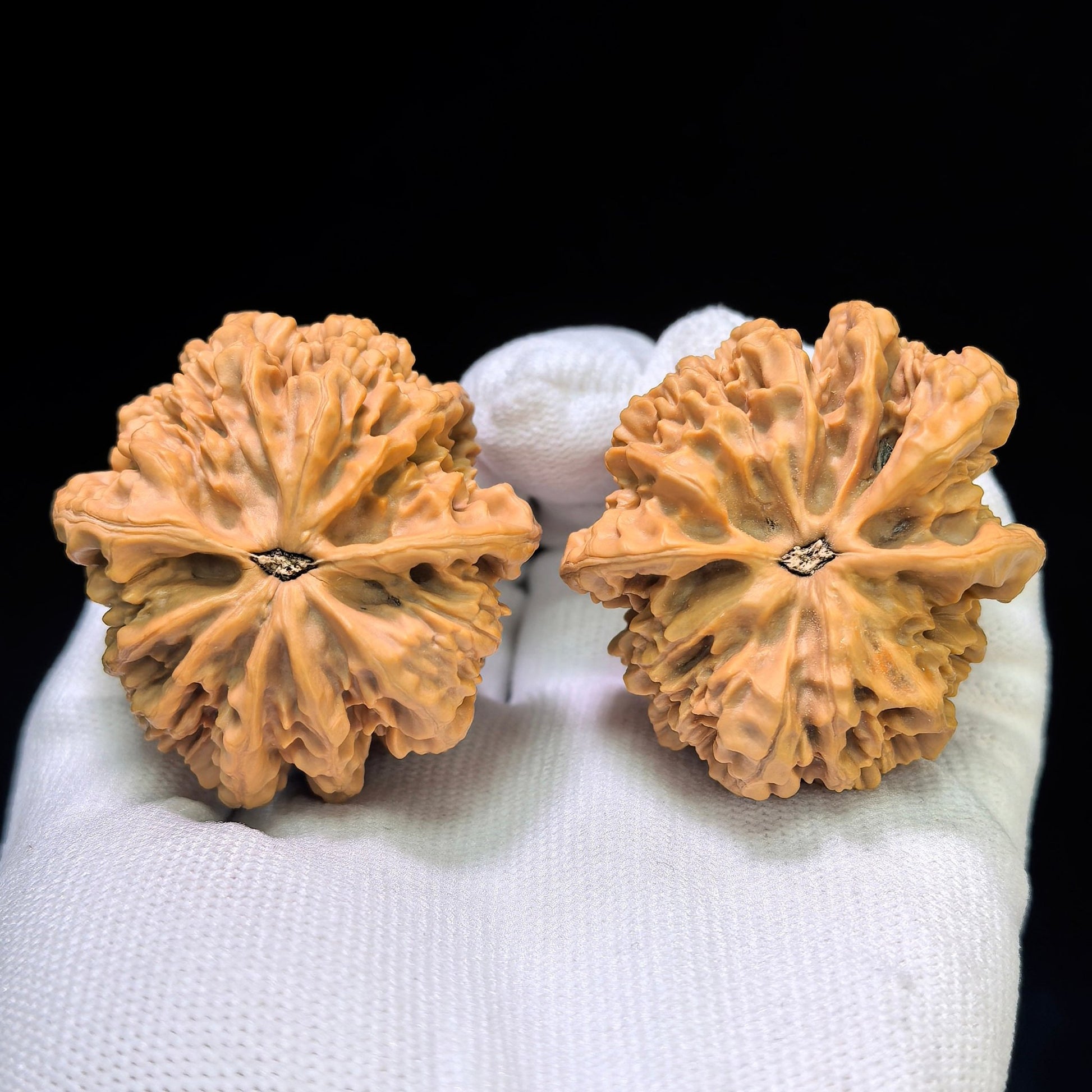 The Majestic "Three-Ribbed Emperor" Diwang Sanleng Lion Head Masterpiece | 43.0mm x 46.0mm | DWSN-401E - ThePatinaProject