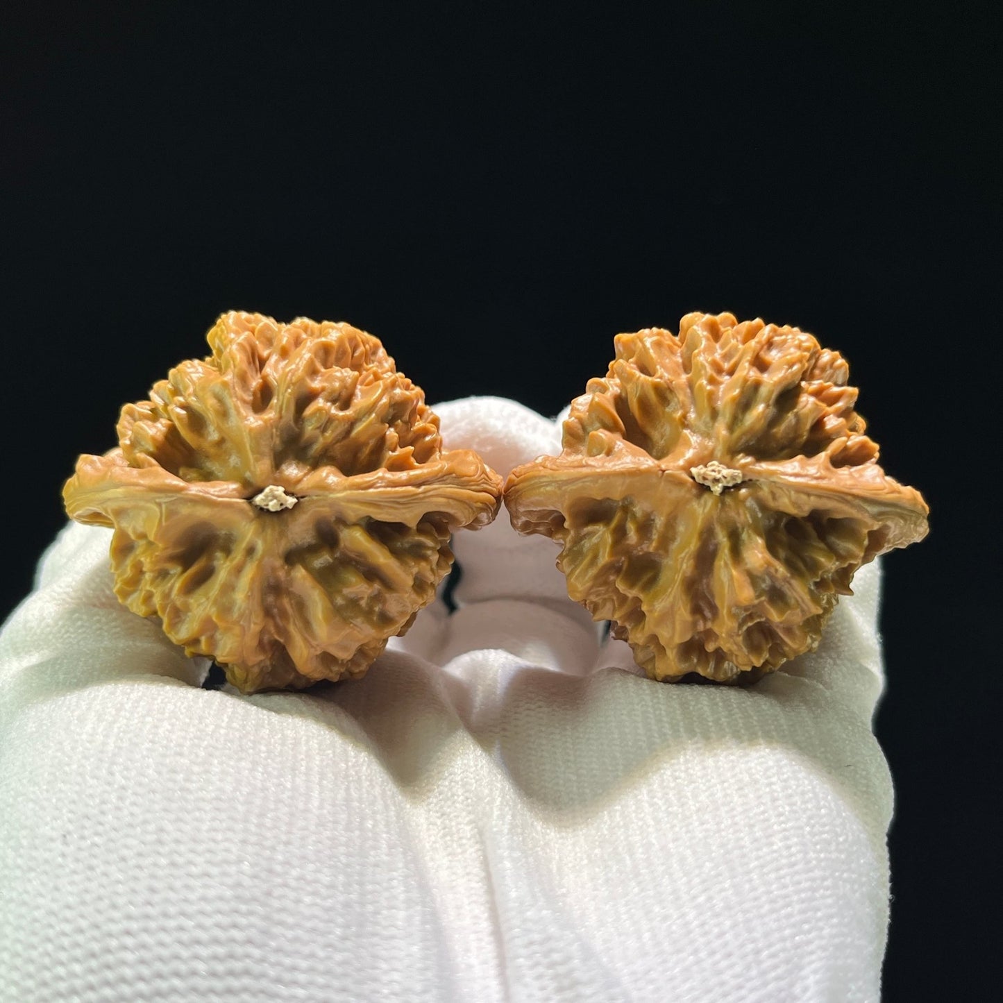 The Massive "Gecko x Arhat Head" Tian Can Jiao Hybrid Pair | 44.0mm x 41.0mm | BHLHT-707 - ThePatinaProject