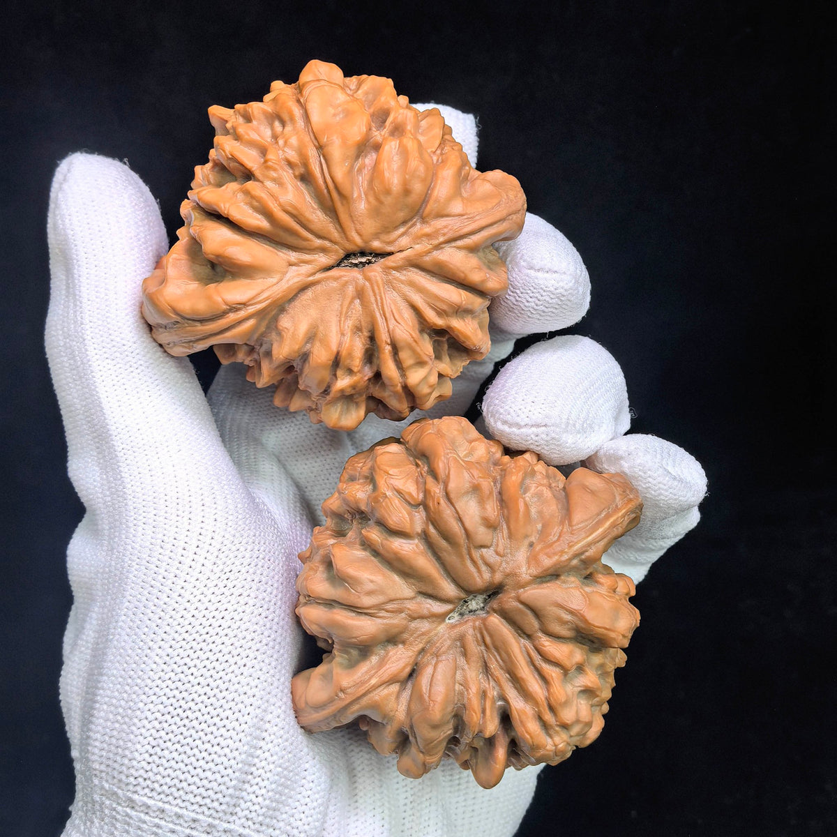 The Masterpieces — 59.0mm x 54.0mm Longding (Dragon Crown) Scholar Walnut Pair | 2026 Harvest | LD-CWA2E - ThePatinaProject