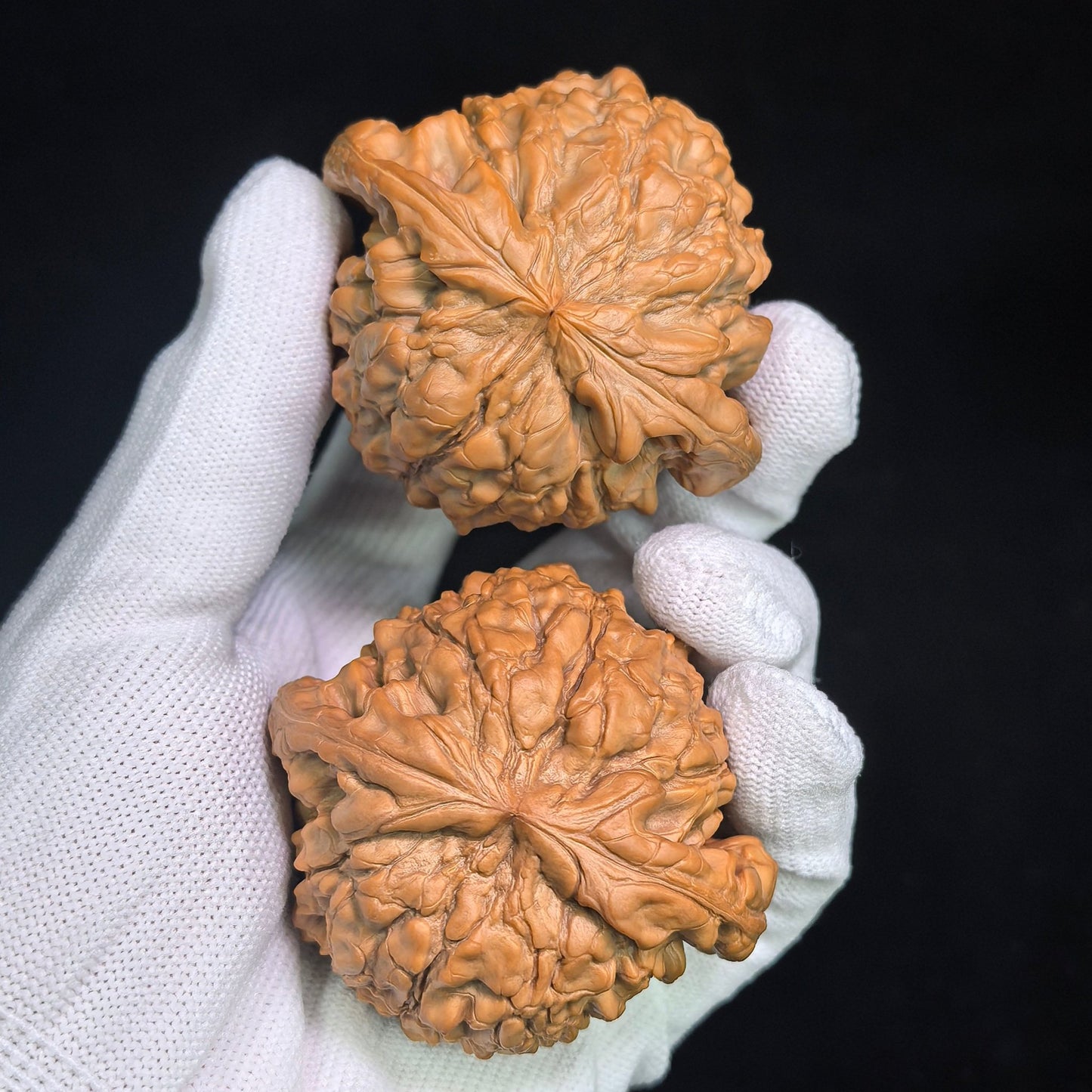 The Masterpieces — 59.0mm x 54.0mm Longding (Dragon Crown) Scholar Walnut Pair | 2026 Harvest | LD-CWA2E - ThePatinaProject