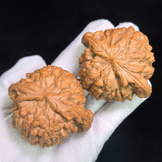 The Masterpieces — 59.0mm x 54.0mm Longding (Dragon Crown) Scholar Walnut Pair | 2026 Harvest | LD-CWA2E - ThePatinaProject