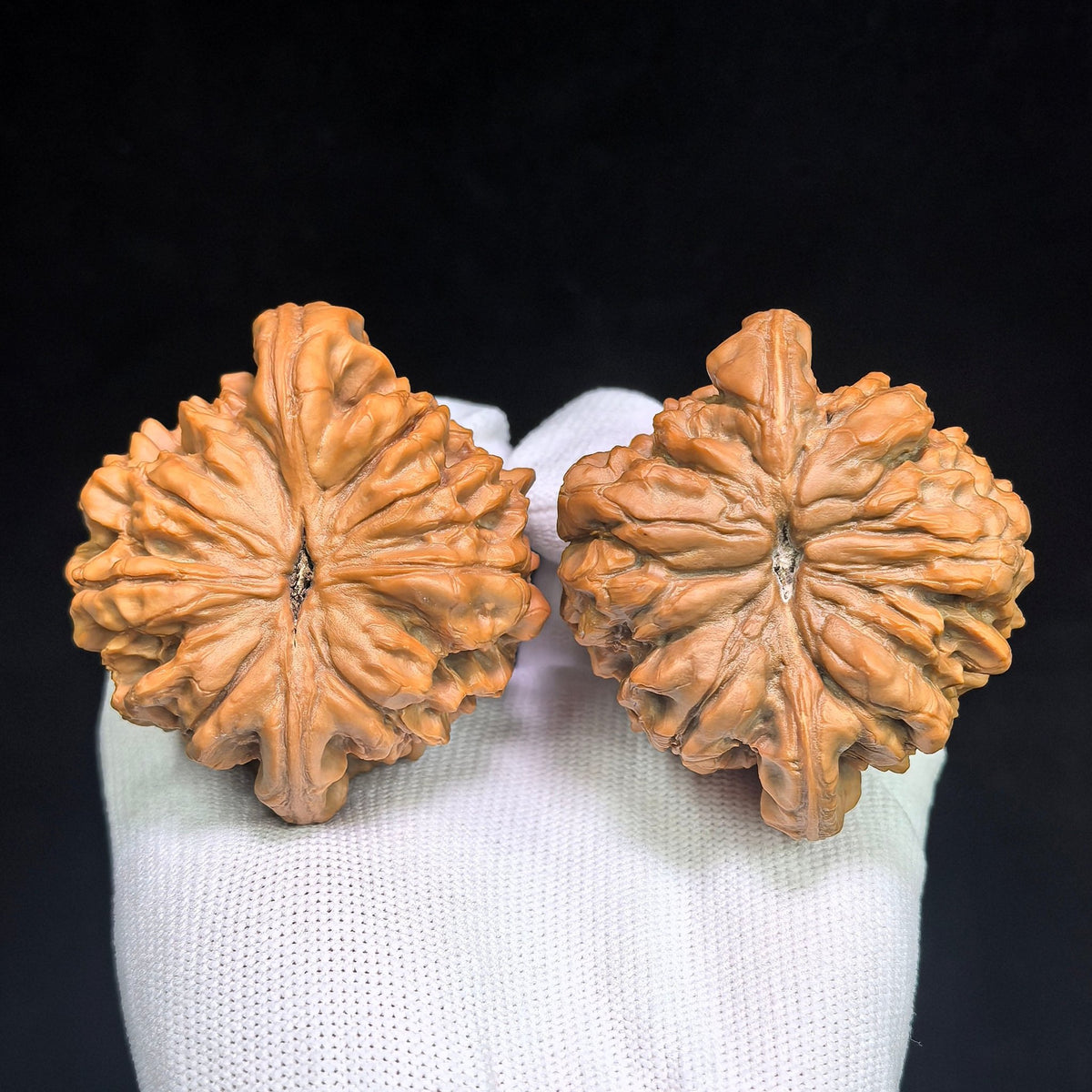 The Masterpieces — 59.0mm x 54.0mm Longding (Dragon Crown) Scholar Walnut Pair | 2026 Harvest | LD-CWA2E - ThePatinaProject