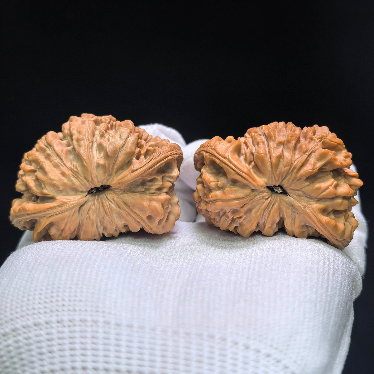 The Monumental "Snake King" Collector Masterpiece | 50.0mm x 33.0mm | SW-1401E - ThePatinaProject