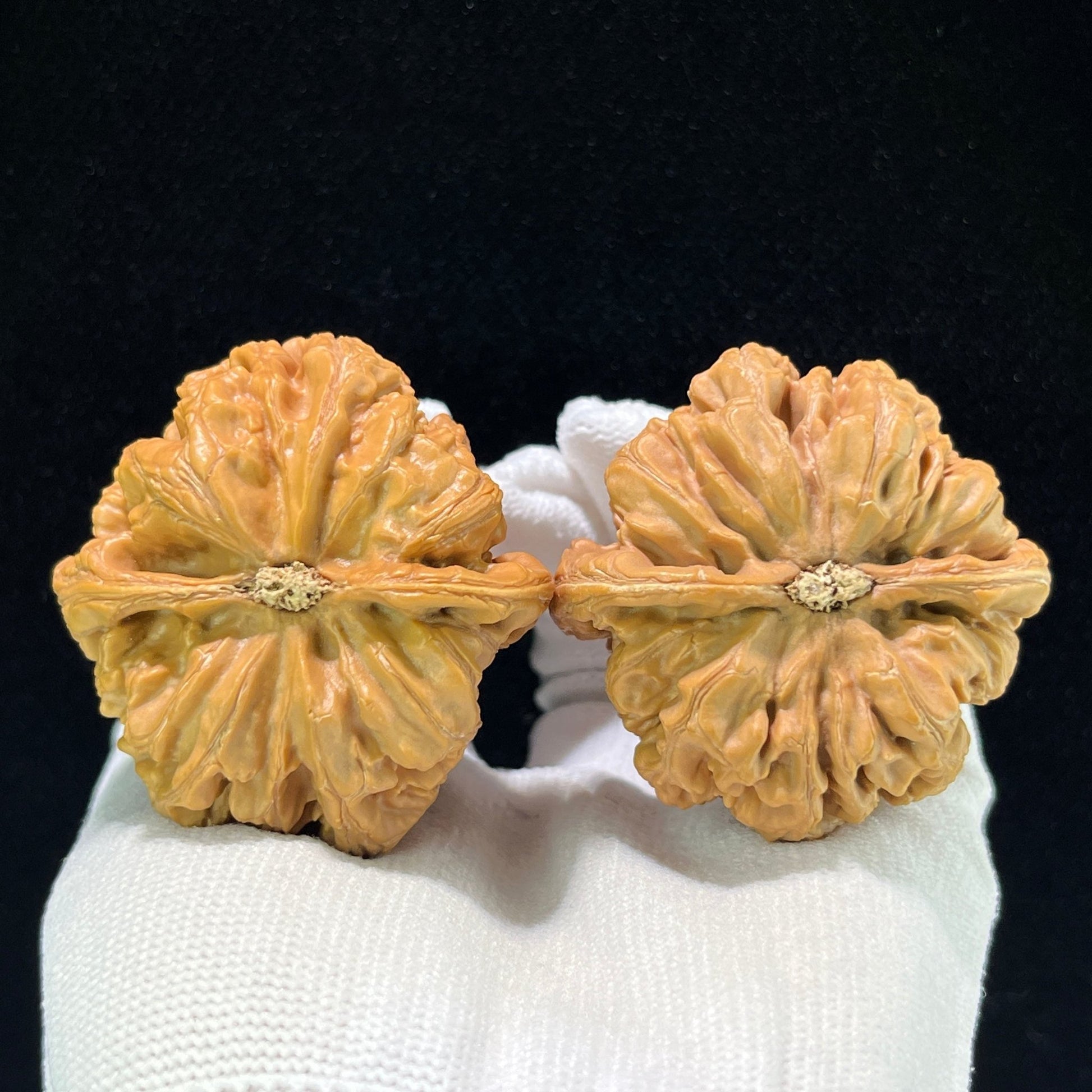 The Monumental "Thick Ridge" Dacujin Lion Head Masterpiece | 48.0mm x 48.0mm | DCJ-1002 - ThePatinaProject