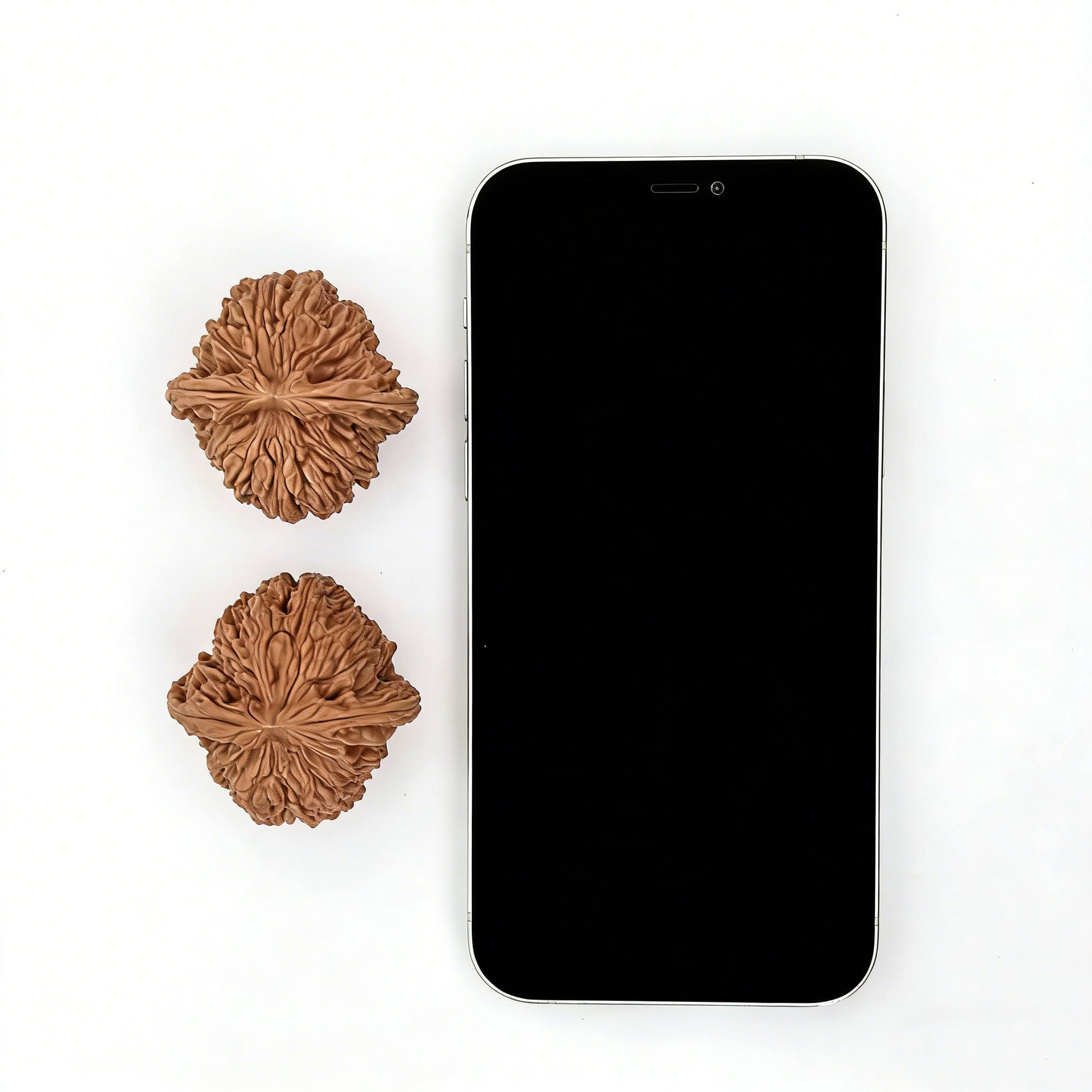 The "Nan Jiang Shi" Lion Head Pair | 43.0mm x 42.0mm | NJS-501 - ThePatinaProject