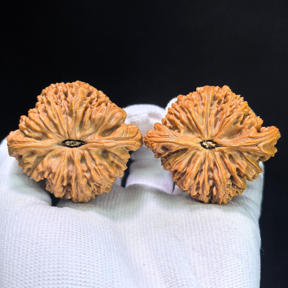 The "Nanjiang King" (Zhu Lu Nan Jiang Wang) Museum-Grade Giant Deep-Belly Pair | 48.0mm x 43.0mm | 100% Pristine & Unrepaired | NJS-1351C - ThePatinaProject