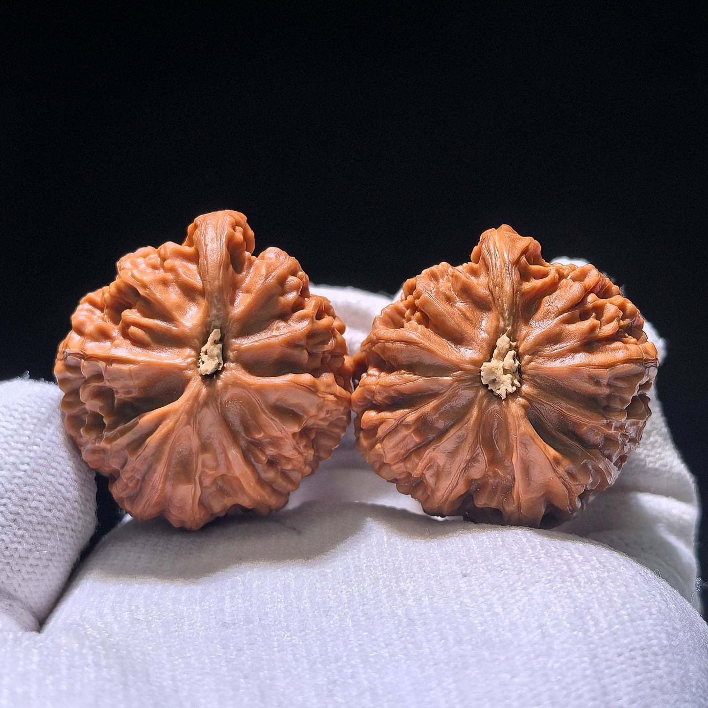 The Rare "Palace Lantern" Single-Ridge Mutation Pair | Collector Grade | 38.0mm x 35.0mm | GDSN-1201E - ThePatinaProject