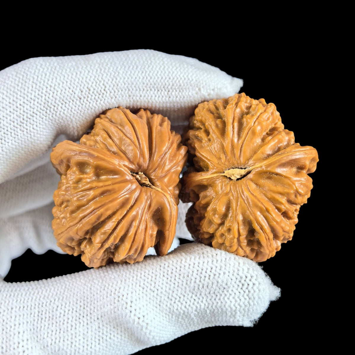 The Rare "Twin-Husk" White Lion Head (Banbi) Pair | 32.0mm | BBBSZ-01 - ThePatinaProject