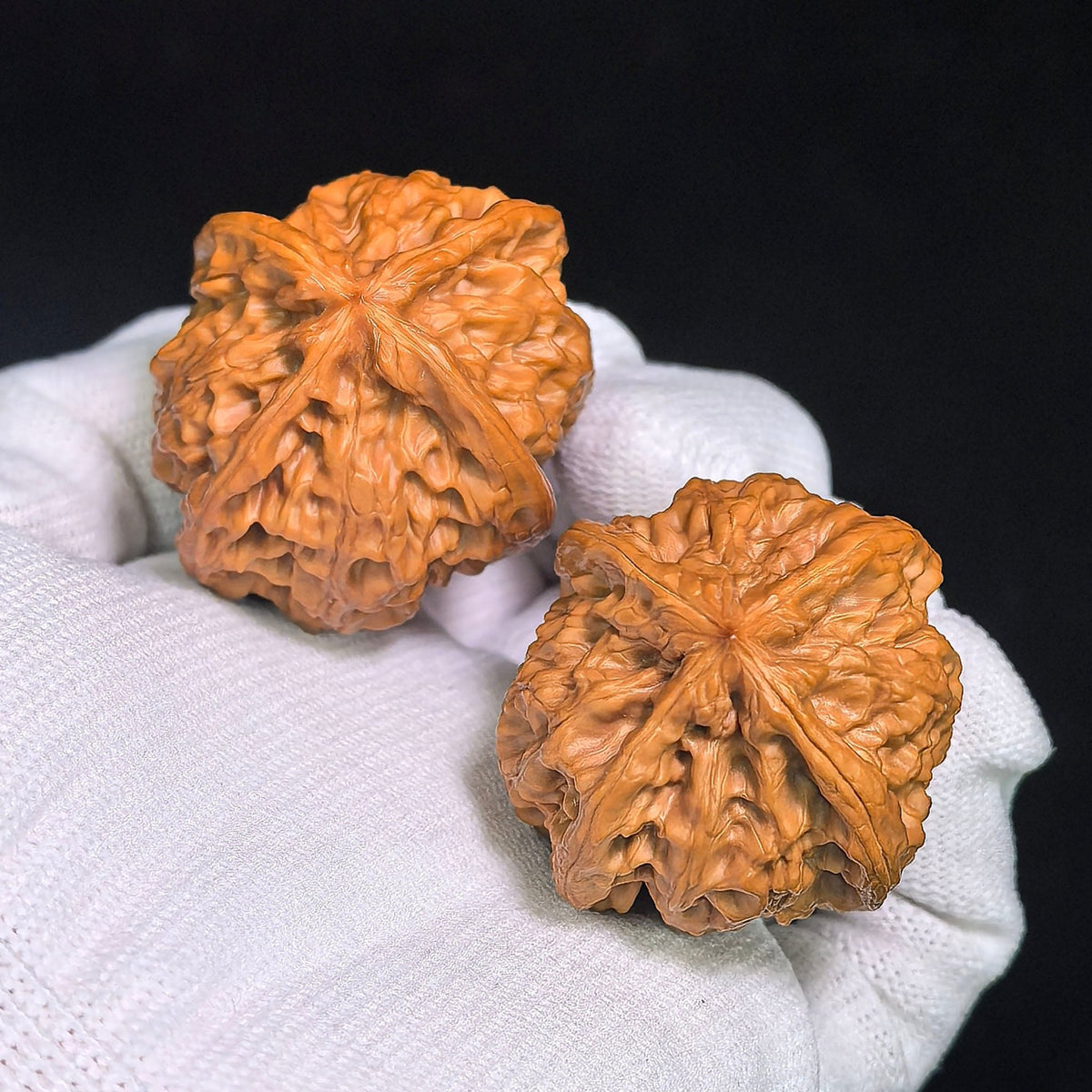 The Rare "Wild Bull" Quad-Ridge Four-Sided Pair | 42.0mm x 38.0mm | YNFN-1301E - ThePatinaProject
