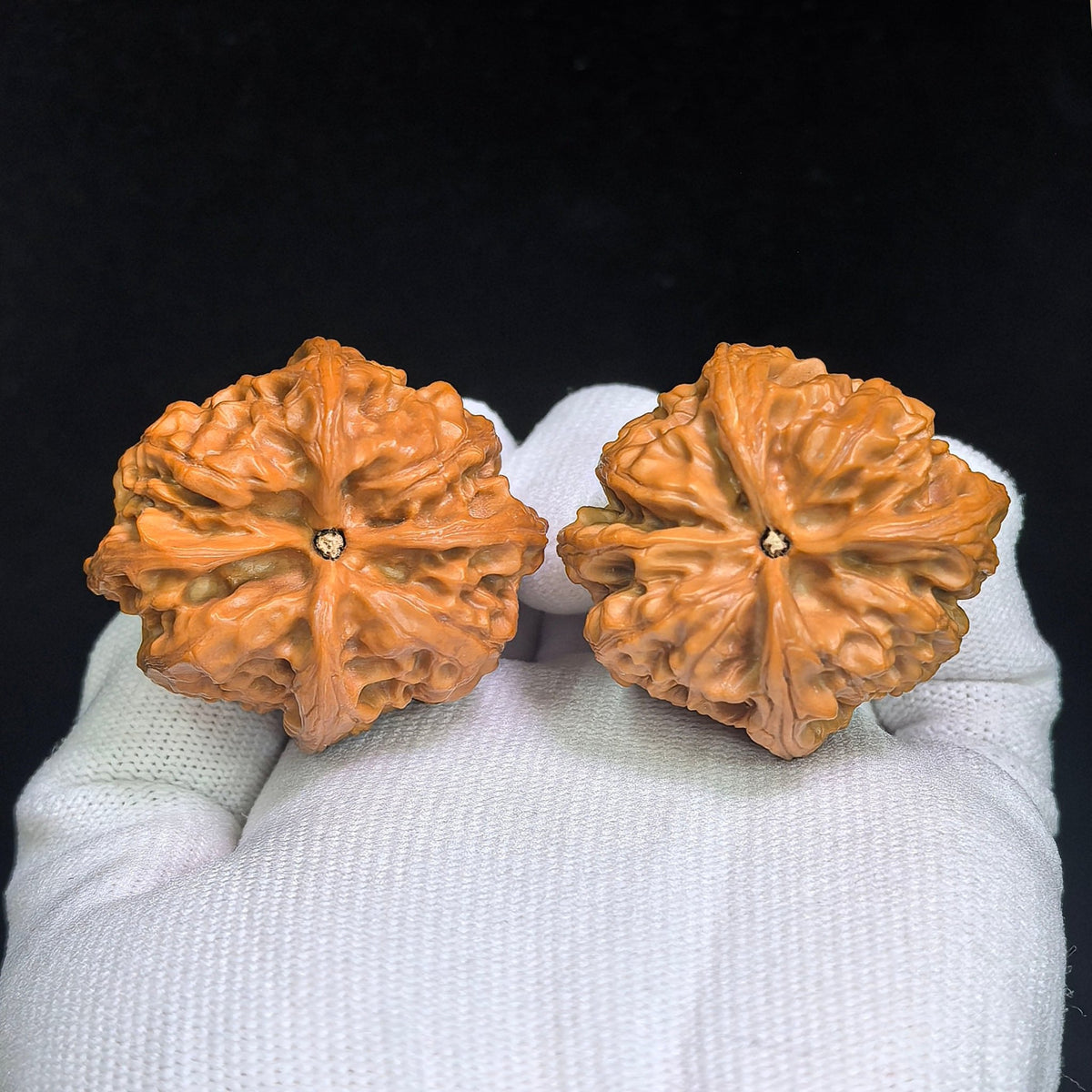 The Rare "Wild Bull" Quad-Ridge Four-Sided Pair | 42.0mm x 38.0mm | YNFN-1301E - ThePatinaProject