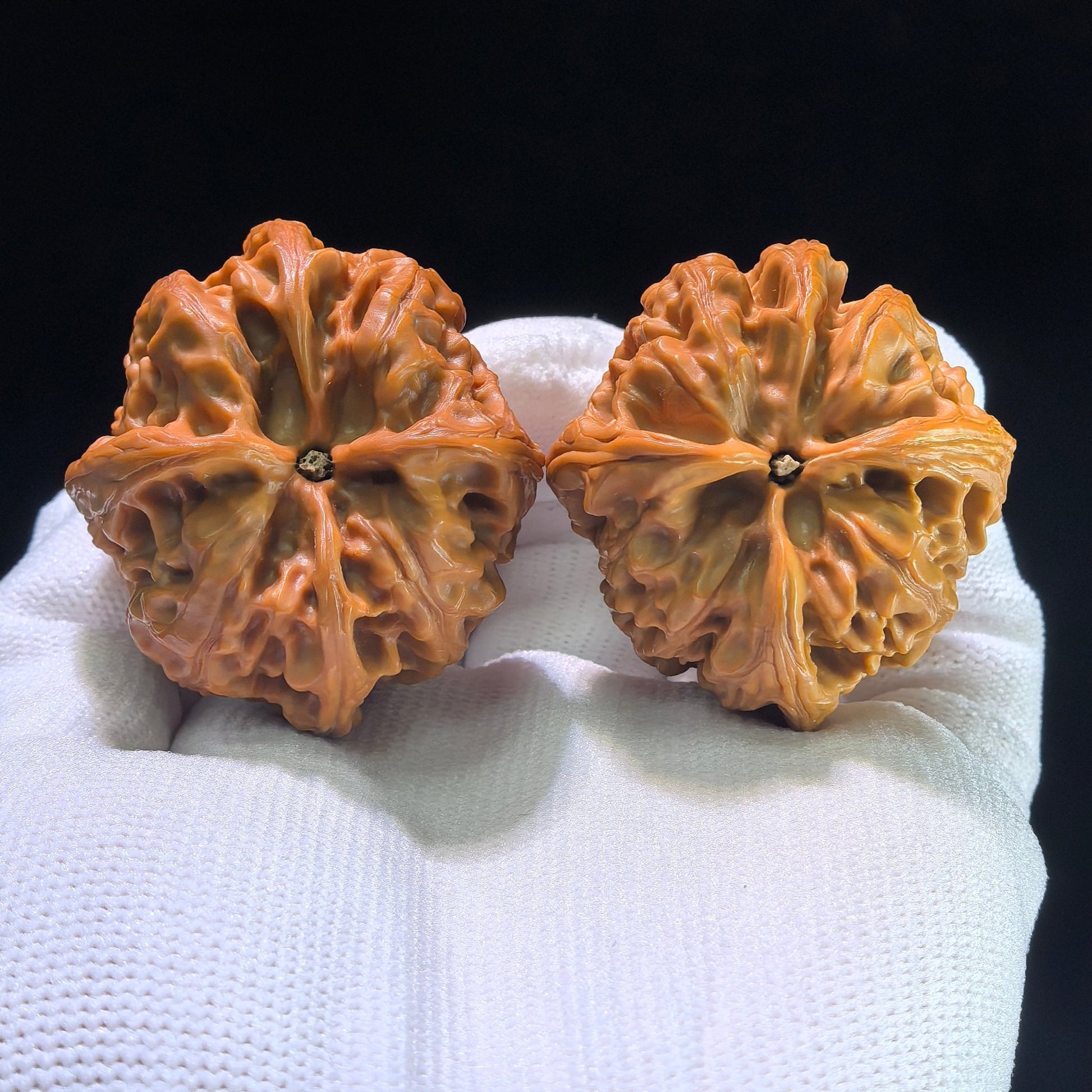 The Rare "Wild Bull" Quad-Ridge Four-Sided Pair | 42.0mm x 38.0mm | YNFN-1301E - ThePatinaProject