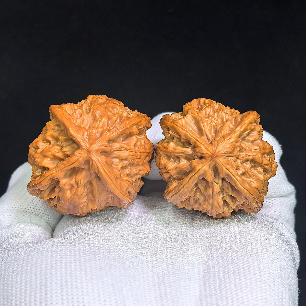 The Rare "Wild Bull" Quad-Ridge Four-Sided Pair | 42.0mm x 38.0mm | YNFN-1301E - ThePatinaProject