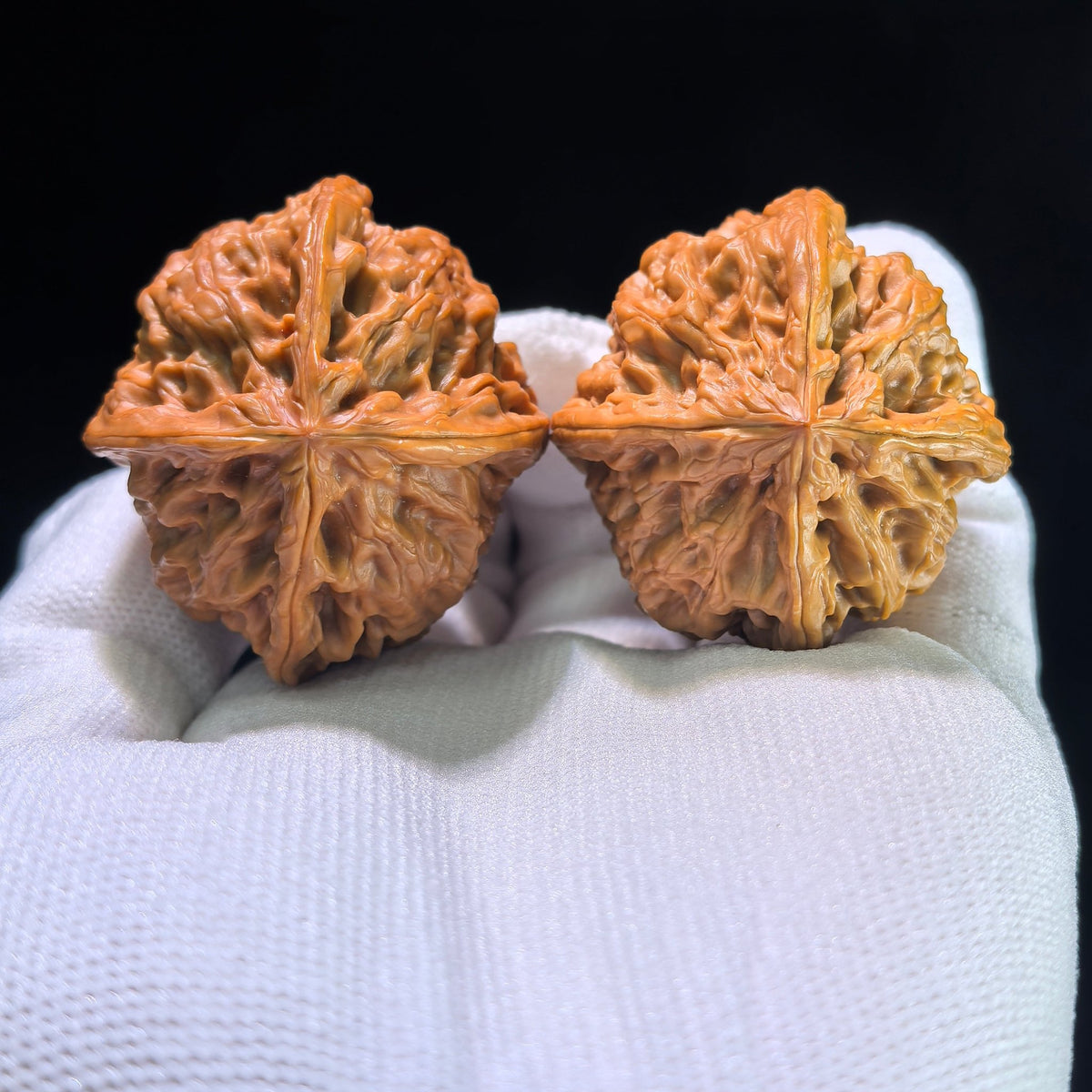 The Rare "Wild Bull" Quad-Ridge Four-Sided Pair | 42.0mm x 38.0mm | YNFN-1301E - ThePatinaProject