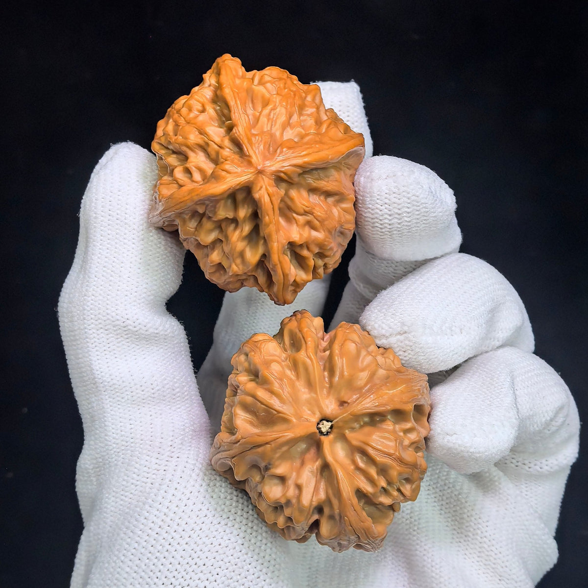 The Rare "Wild Bull" Quad-Ridge Four-Sided Pair | 42.0mm x 38.0mm | YNFN-1301E - ThePatinaProject