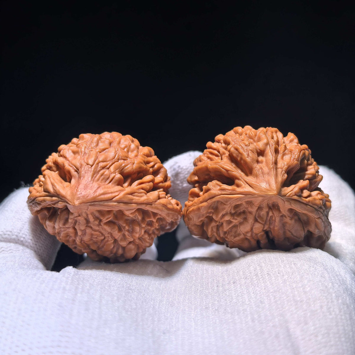 The Singularities | Collector-Grade "Guanmao Snake" (GMS) Pair | 40.0mm x 34.0mm | GMS-1201E - ThePatinaProject